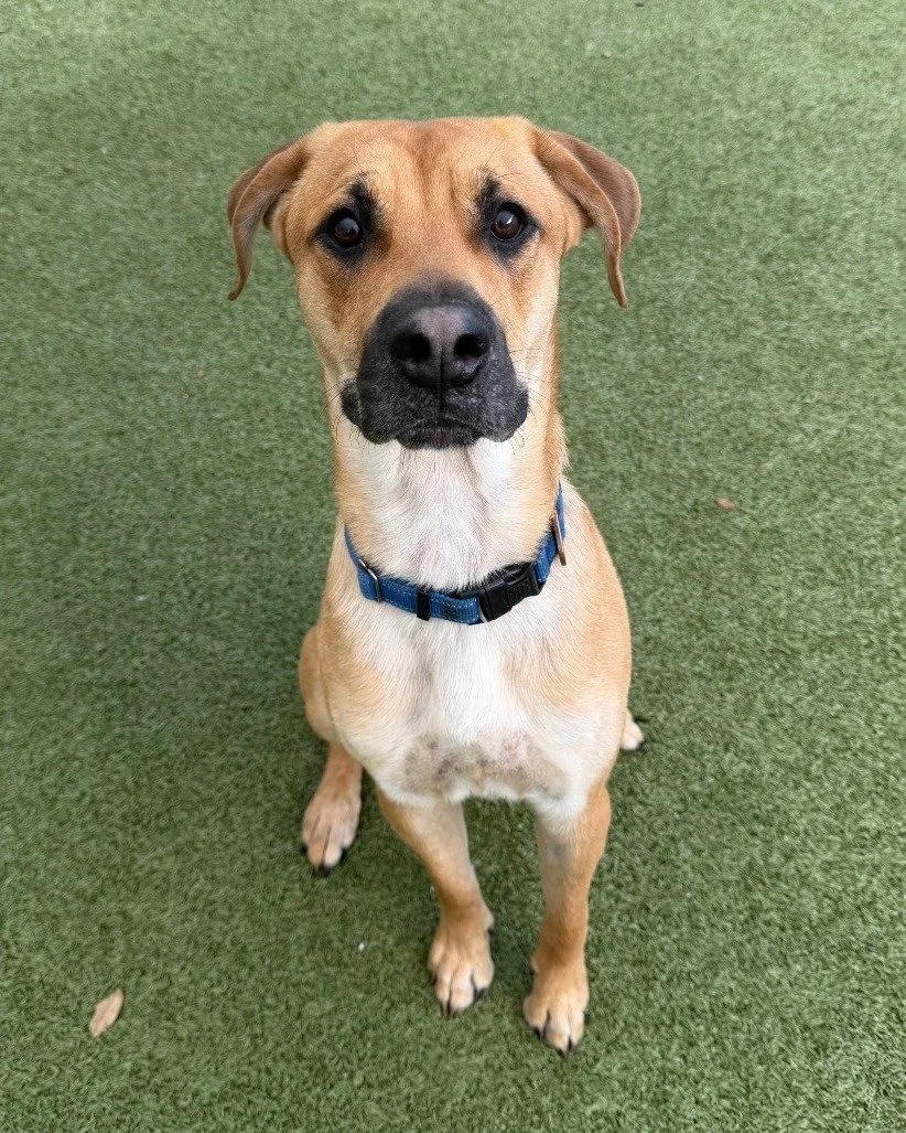 Meet Loki! Don't worry, he's not as mischievous as his namesake (only a little!). 💚

This 1-year-old boy is bursting with energy, love, and adventure-ready enthusiasm. He's friendly, great with kids, gets along with other dogs, but would do best in 