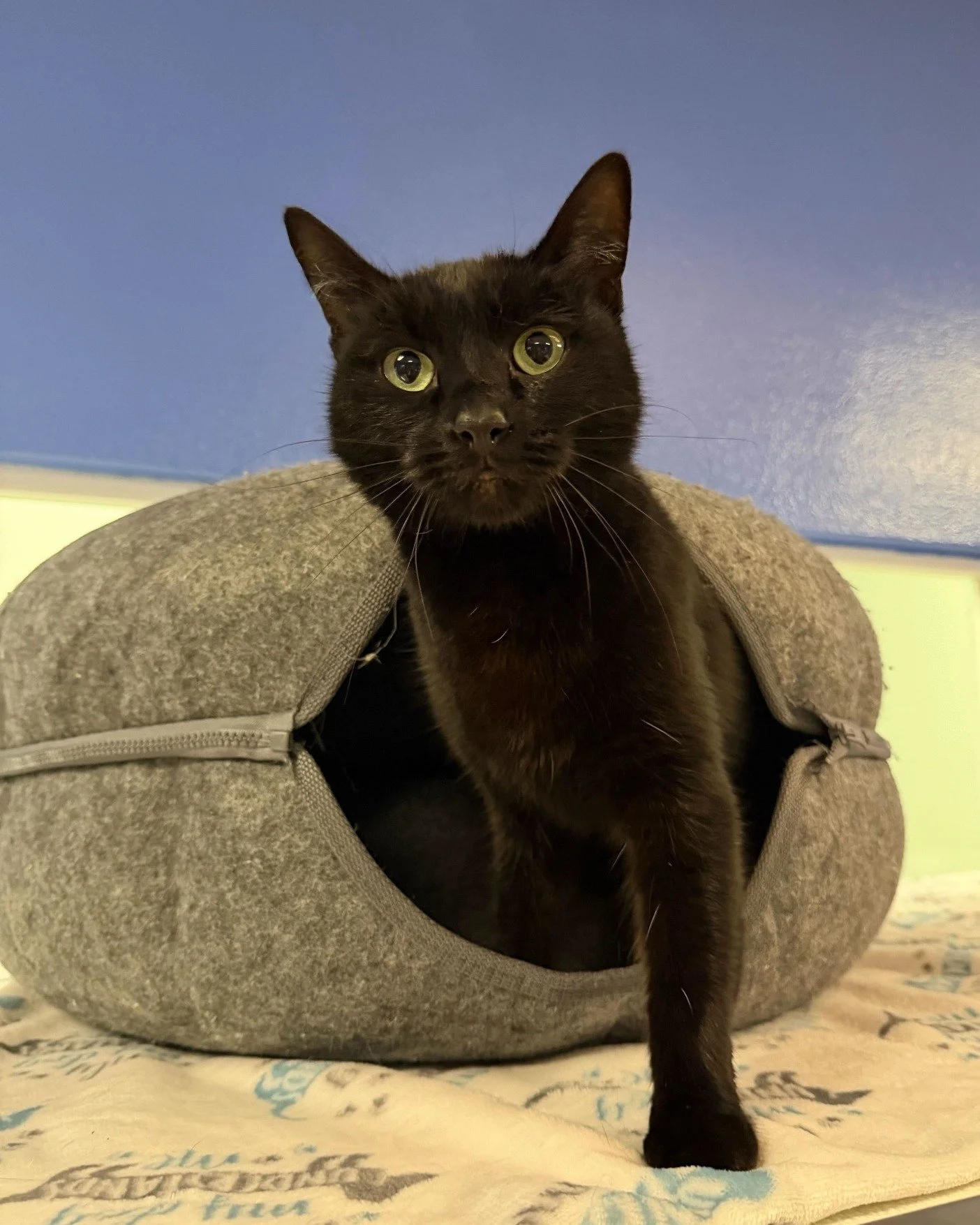 Meet Luna! 🖤🌙

Luna is a 5-year-old girl who takes her time warming up, but once she does (usually after a chin scratch)? Best. Friend. Forever. She loves curling up in cozy hidey holes and clearly has a thing for cat tunnels (just look at this pos