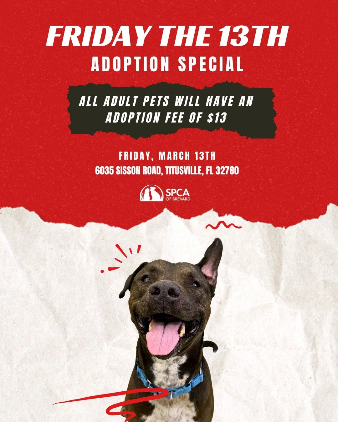 We're making Friday the 13th a lucky day because you can adopt an adult pet for only $13! Stop by our adoption center to meet our available pets. 🖤

This special only applies to cats over 6 months old and dogs over 8 months old. 

📍SPCA of Brevard 