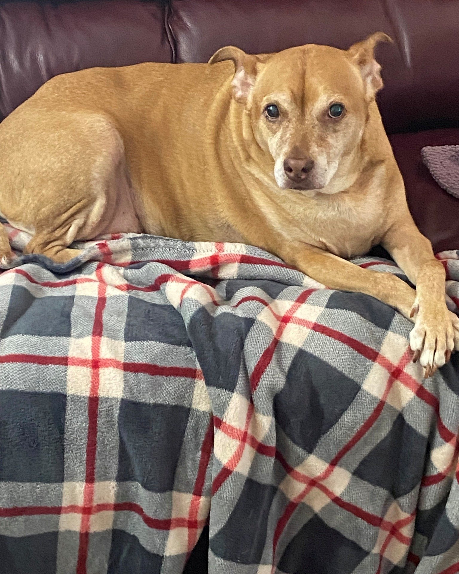 COURTESY POST: This dog is not in the care of the SPCA but is in need of being re-homed due to one of her owners passing and housing. Please reach out to the caretaker for further information.

Meet Dixie! This sweet girl is 12-year-old, spayed, and 