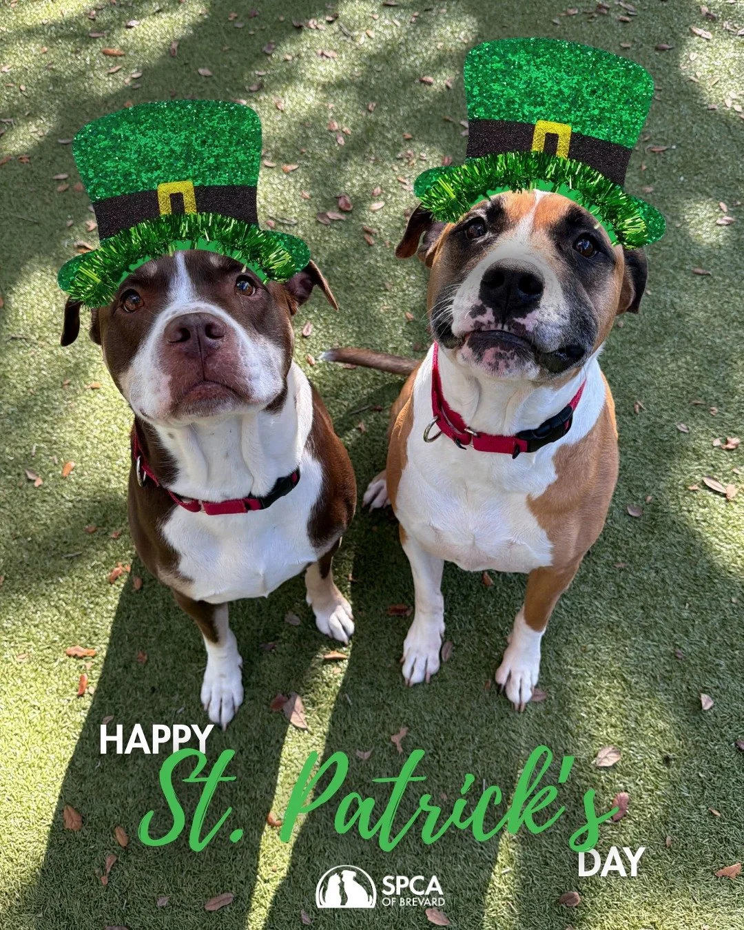 Happy St. Patrick's (or St. Paw-tricks!) Day from everyone at the SPCA of Brevard! 🍀🐾

Your luck might just come in the form of four paws. Why not celebrate the day by finding your lucky charm at the shelter? Our animals are just waiting to meet yo