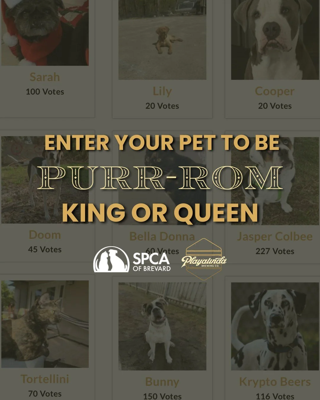 The competition is heating up for our Purr-rom King and Queen photo contest! Have you entered your pet yet!? 🔥👑

How to Enter:
- All pets welcome! Your furry friend doesn&rsquo;t have to be adopted from the SPCA
- Submit a photo of your pet, their 