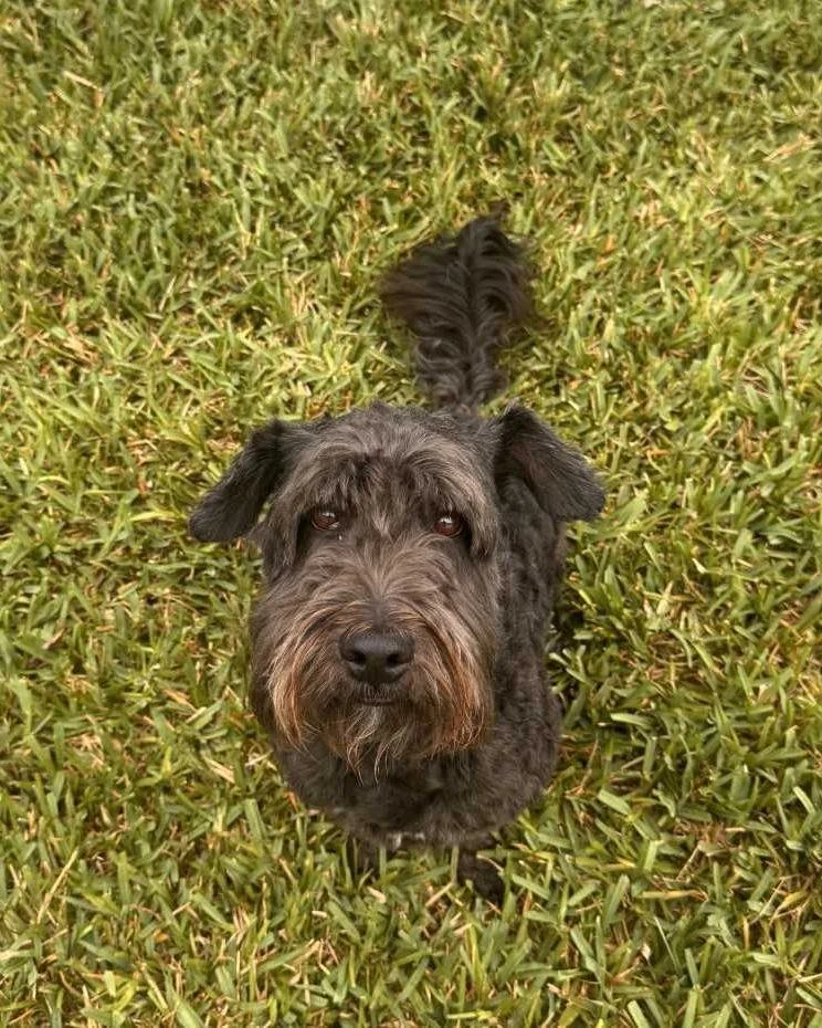 COURTESY POST: This dog is not in the care of the SPCA but is in need of being re-homed due to changes in the home. Please reach out to the caretaker for further information.

Meet Bob! This sweet guy is 7 years old, neutered, and up to date on vacci