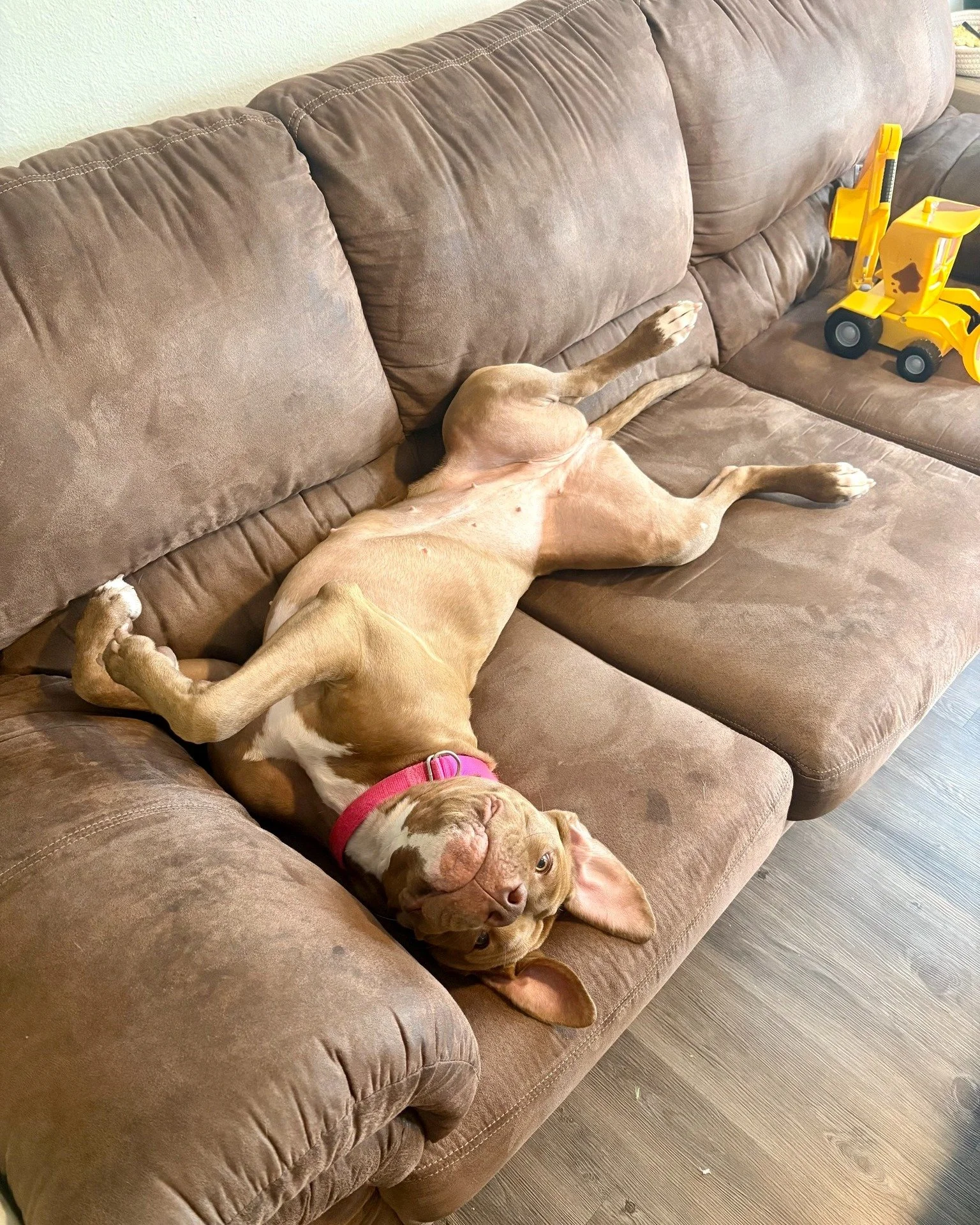 COURTESY POST: This dog is not in the care of the SPCA but is in need of being re-homed due to not being the right fit for the home. Please reach out to the caretaker for further information.

Meet Nala! This cute girl is 1.5-years-old, spayed, and u