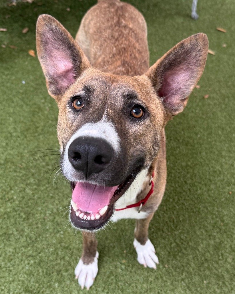 This gal came to us at the start of the year with nine puppies and she never skipped a beat 🐶🐶🐶🐶🐶🐶🐶🐶🐶

Meet Melody! This mama came into our care with nine puppies who were just days old at the beginning of the year. She raised every single o
