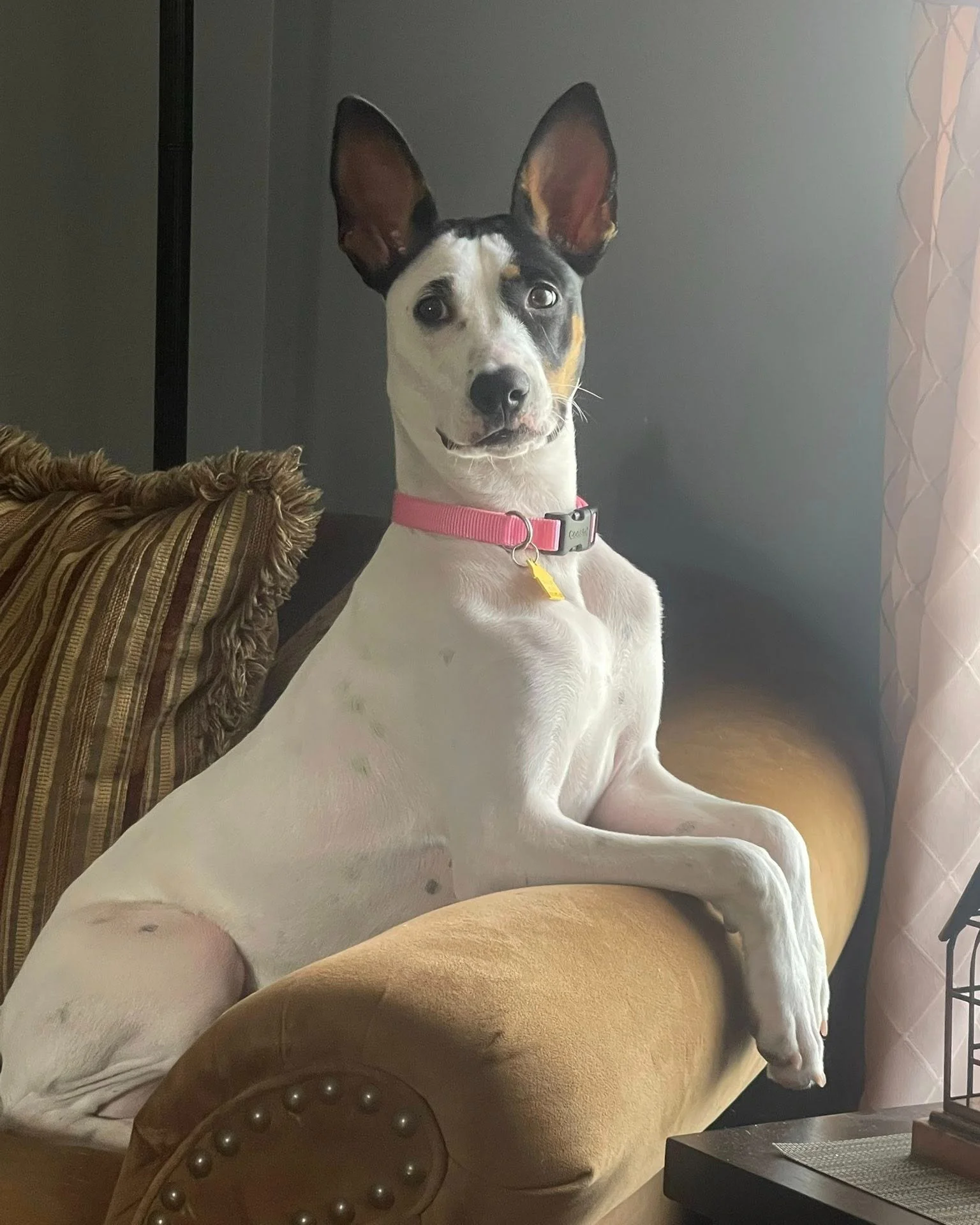 COURTESY POST: This dog is not in the care of the SPCA but is in need of being re-homed due to owner health. Please reach out to the caretaker for further information.

Meet Bestie! This cute girl is 1-years-old, spayed, and up to date on vaccines. B