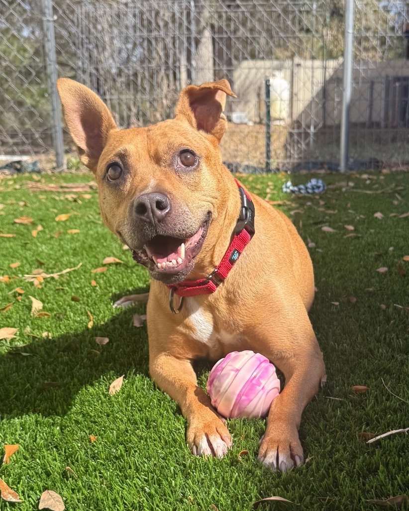 🚨 MEDICAL FOSTER NEEDED 🚨

Neptune is a 7-year-old girl who recently sustained a CCL tear and is currently on activity restriction while she waits for surgery. That means she needs a calm home where she can rest and be loved on.

Her ideal foster h