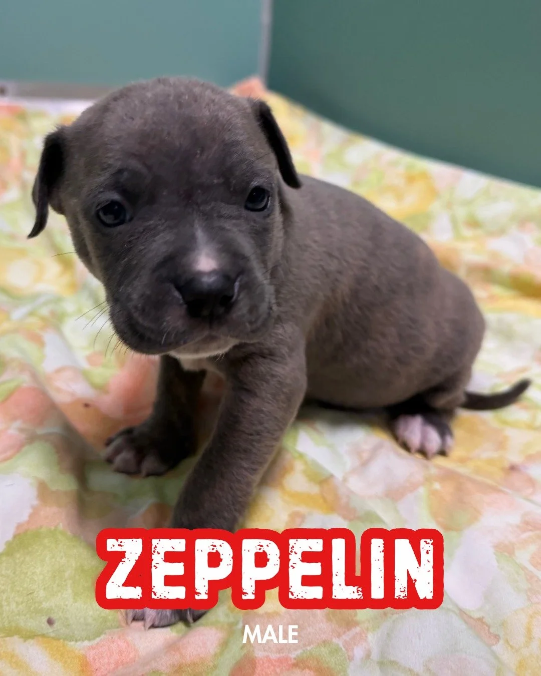 These pups might be a little late to the National Puppy Day party, but they are ready to rock n' roll into your home! 🐶🎸

These mixed breed cuties are about 2 months old. While we don&rsquo;t have specific breed info, we can confirm they&rsquo;re 1