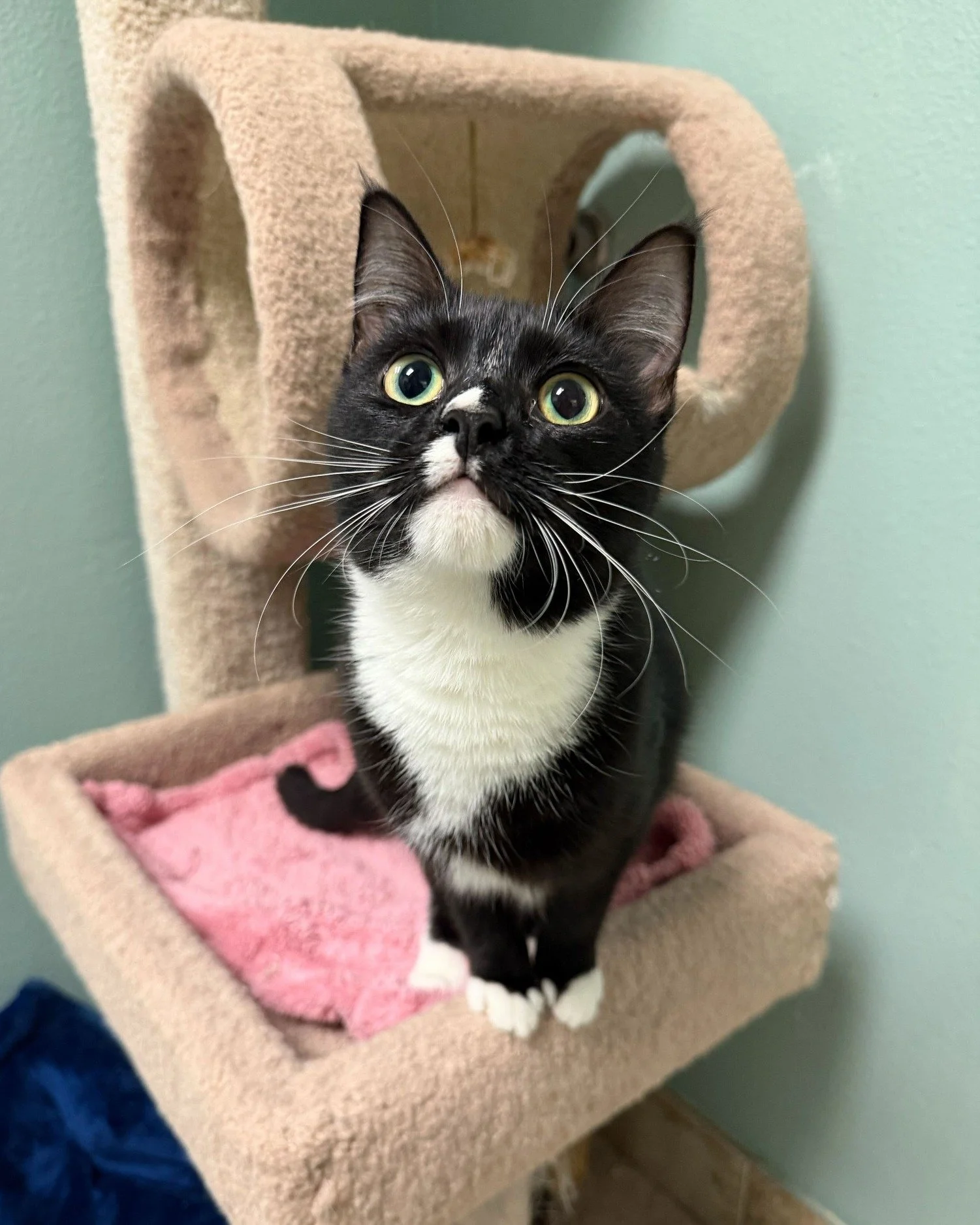 This little tuxedo lady is Lucky! Trust us when we say you're the lucky one if you adopt her! 🖤😻

At just 9 months old, she's still got playful kitten energy but is also a total cuddle bug. She's even been known to wrap her little paws around you f