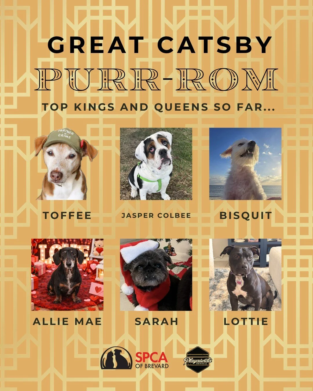 We are just over 24 hours away from the closing of our Great Catsby Purr-rom King and Queen Photo Contest sponsored by @playalindabrewingcompany ! If you haven't entered your pet or you haven't vote for your favorite king or queen, NOW IS YOUR TIME! 
