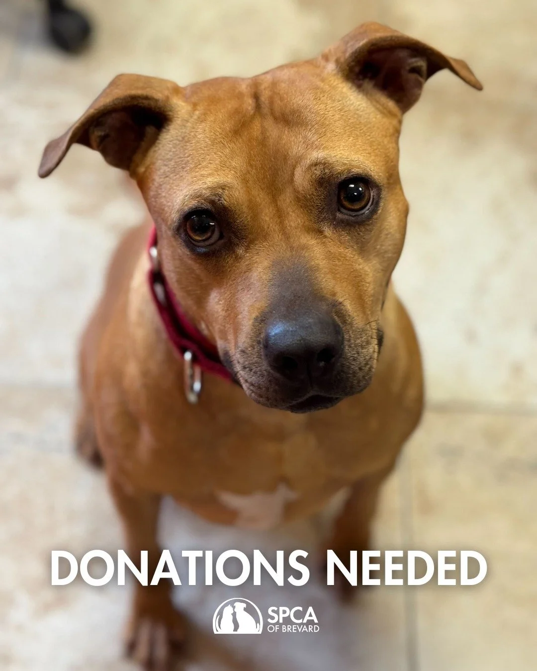 Wish List Wednes... we mean, Saturday 🐾✨

We are currently in need of training treats for dogs in our care and dry pet food for our Community Pet Project. You can donate any kind of dry pet food and it will go directly to help local families and the