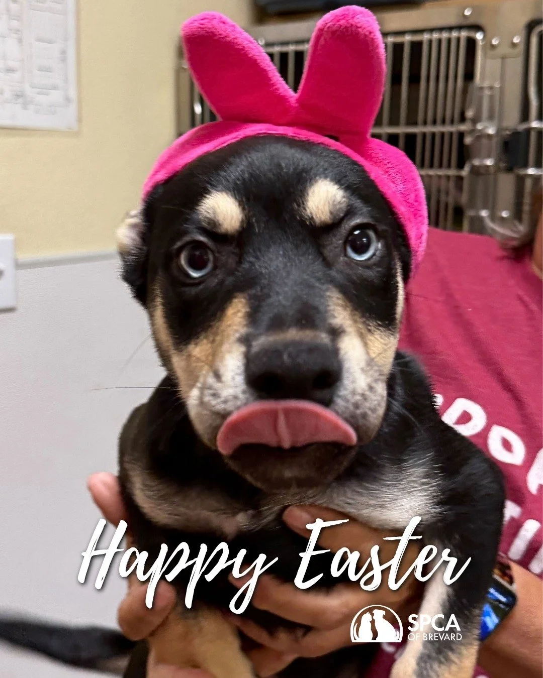 Happy Easter from all the SPCA of Brevard peeps! ❤🐾

All SPCA of Brevard locations will be closed today. We hope you have a wonderful Easter!