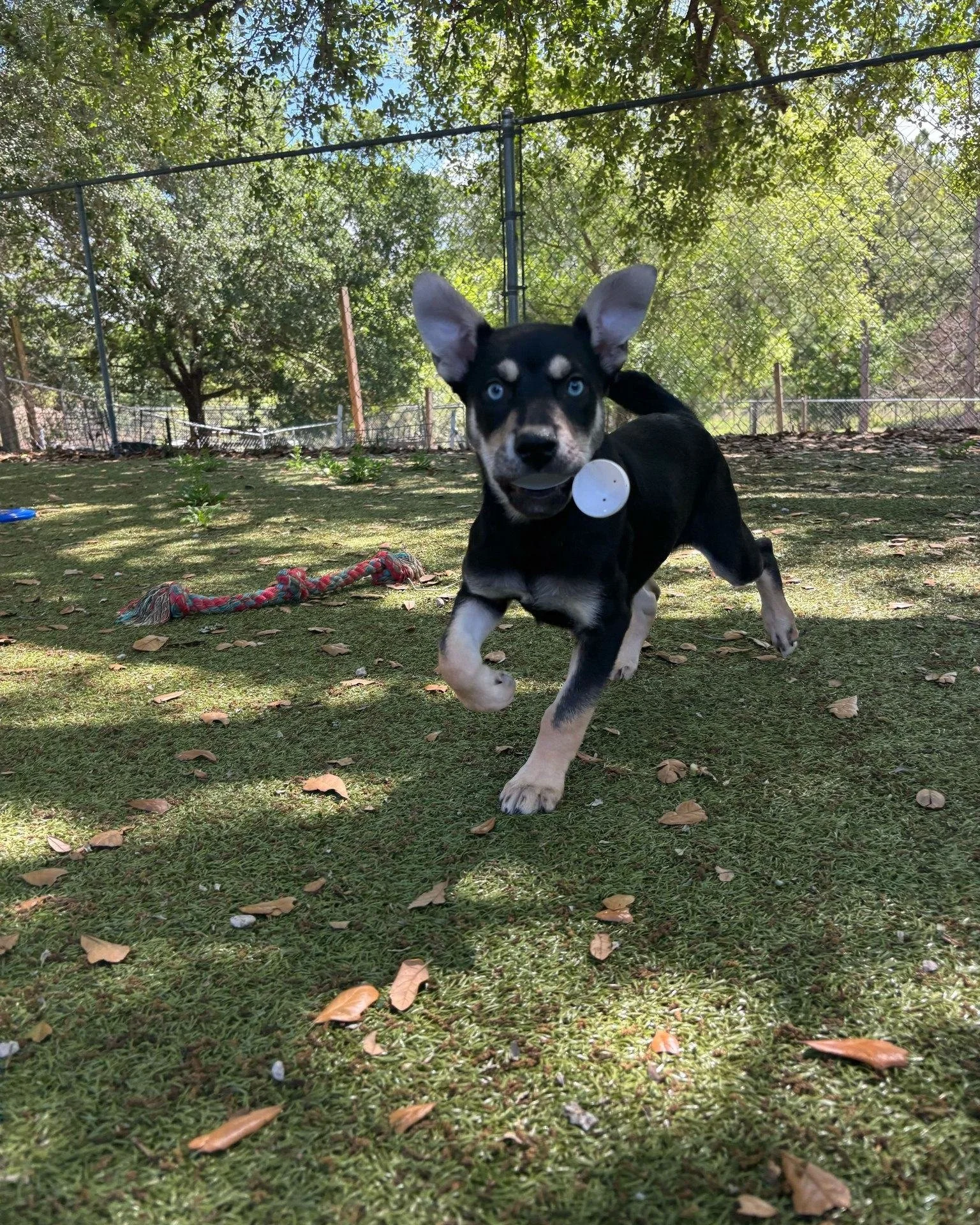 The dogs had the BEST Easter Sunday sniffing out hidden eggs filled with yummy treats across the yards! The cats were there in sprit, cheering them on from their cat towers inside. 

Hop on by our adoption center this week to meet all of our amazing 