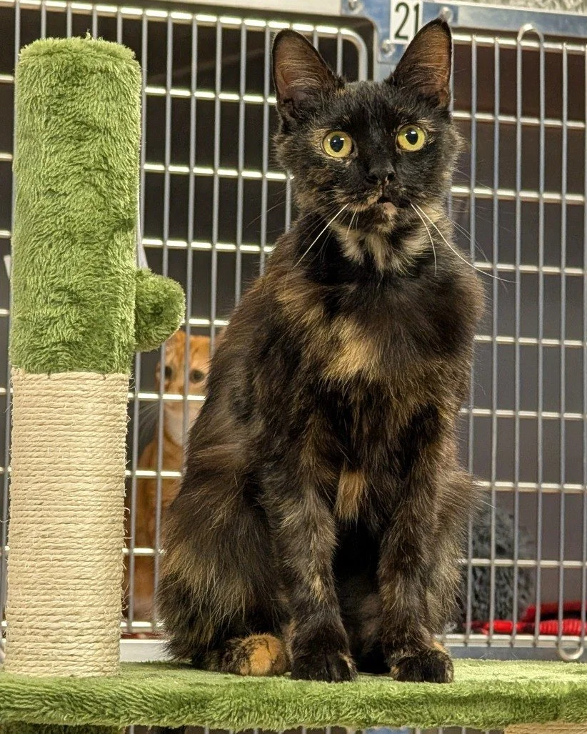 "According to my research, you NEED a cat." -Ms. Frizzle 😸

Ms. Frizzle is the most magical cat in the shelter, and she's ready to take YOU on the field trip of a lifetime. At around 4 years old, Ms. Frizzle has already mastered the most i