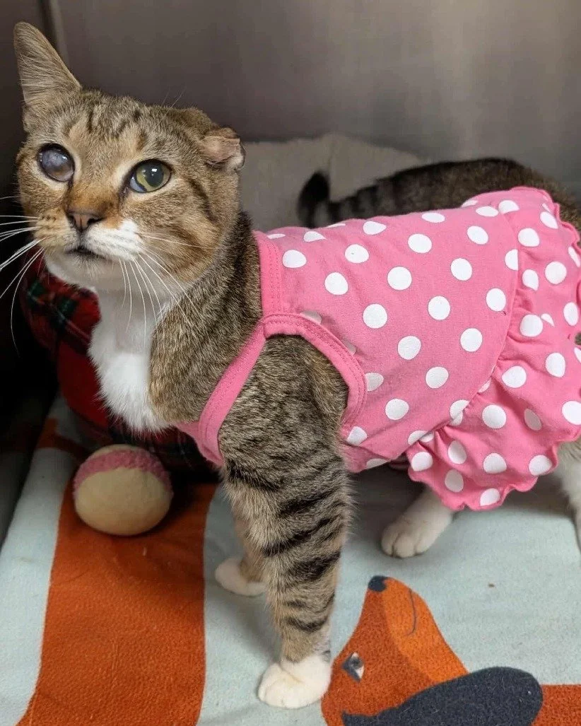 Crinkle unfortunately has other plans Saturday night and won't make it to our Purr-rom... BUT, she wanted to show off what she would have worn. 😆

This 4-year-old gal is one of the friendliest cats you'll ever meet! Crinkle loves pets, hugs, and att