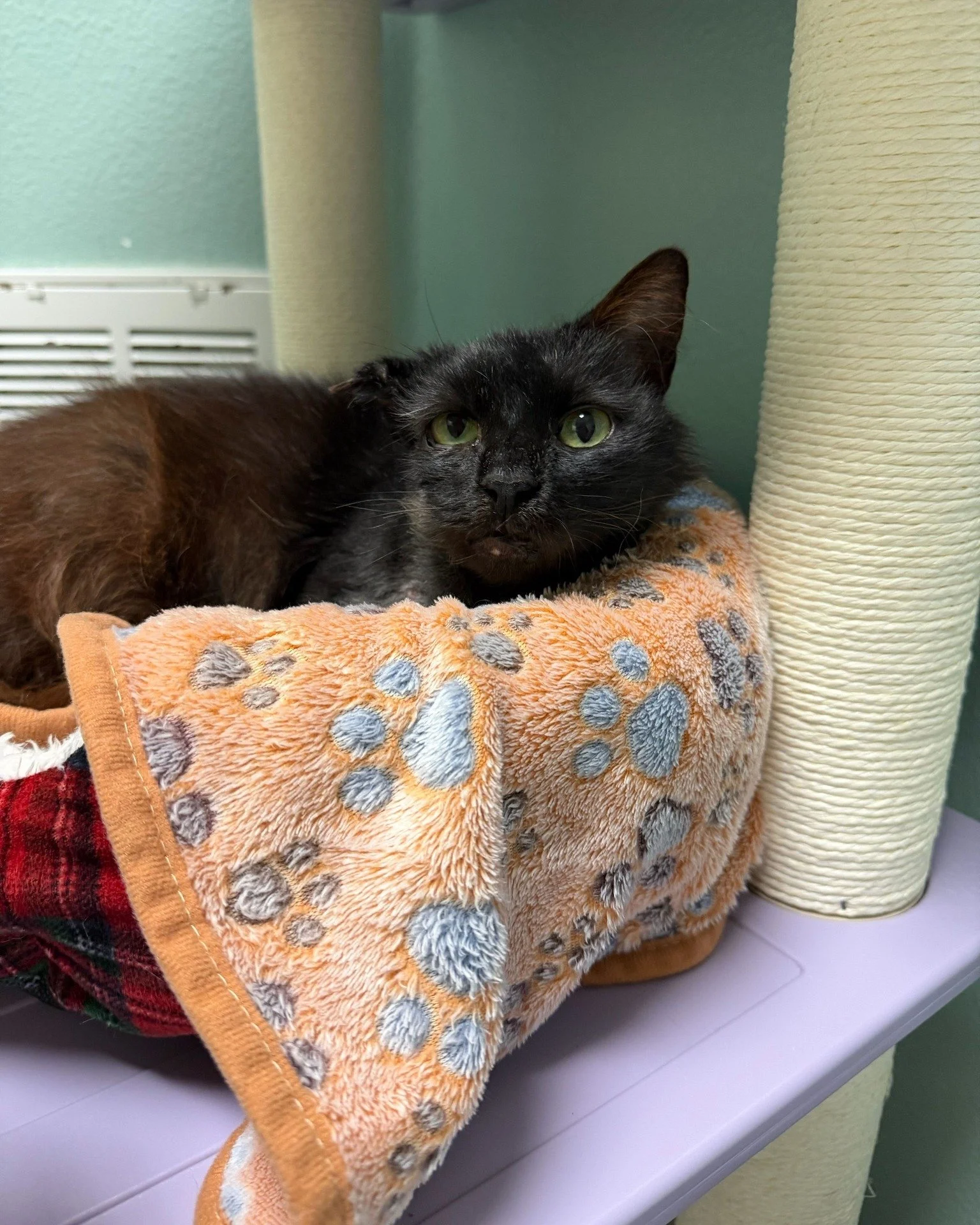 ✨ Feel Good Friday ✨

Earlier this year, Magma came to us as a stray in rough shape. She was emaciated, had a large wound on the side of her head from an untreated ear infection, and her skin was so tight it couldn't heal on its own. Our incredible v