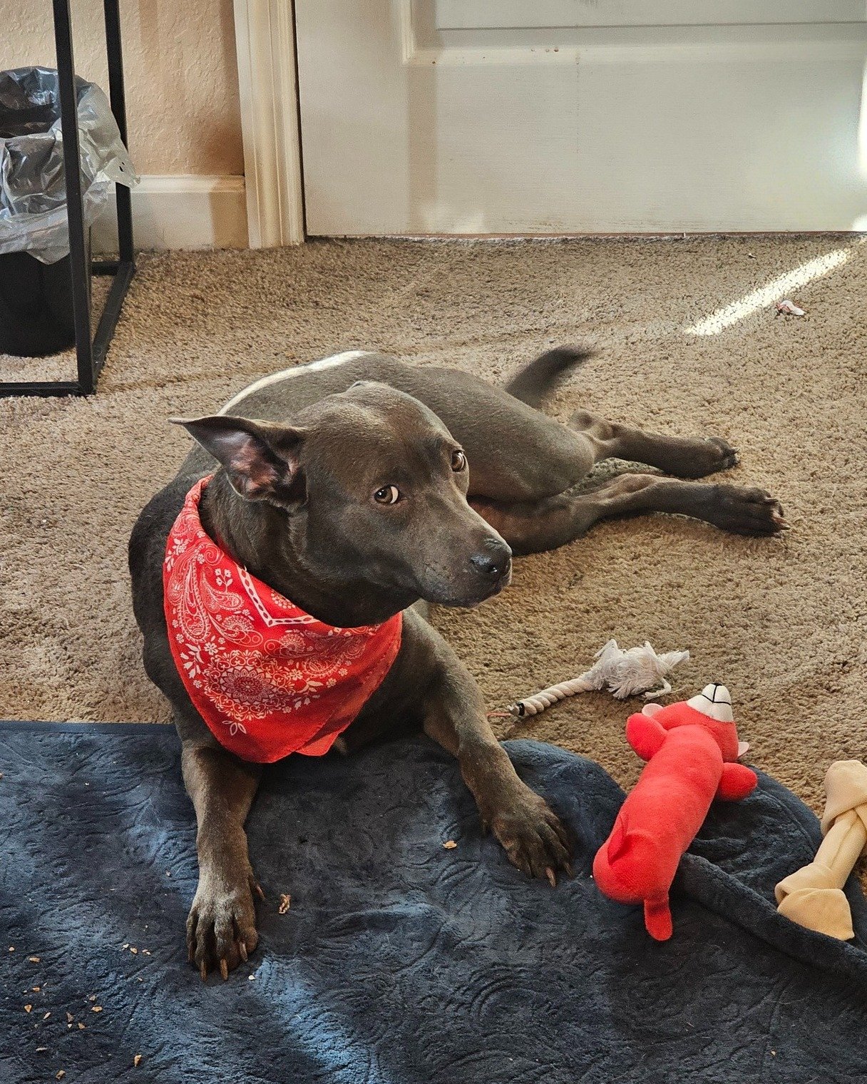 COURTESY POST: This dog is not in the care of the SPCA but is in need of being re-homed due to housing. Please reach out to the caretaker for further information.

Met Sawyer! This sweet girl is 6 years old, spayed, and up to date on vaccines. Sawyer