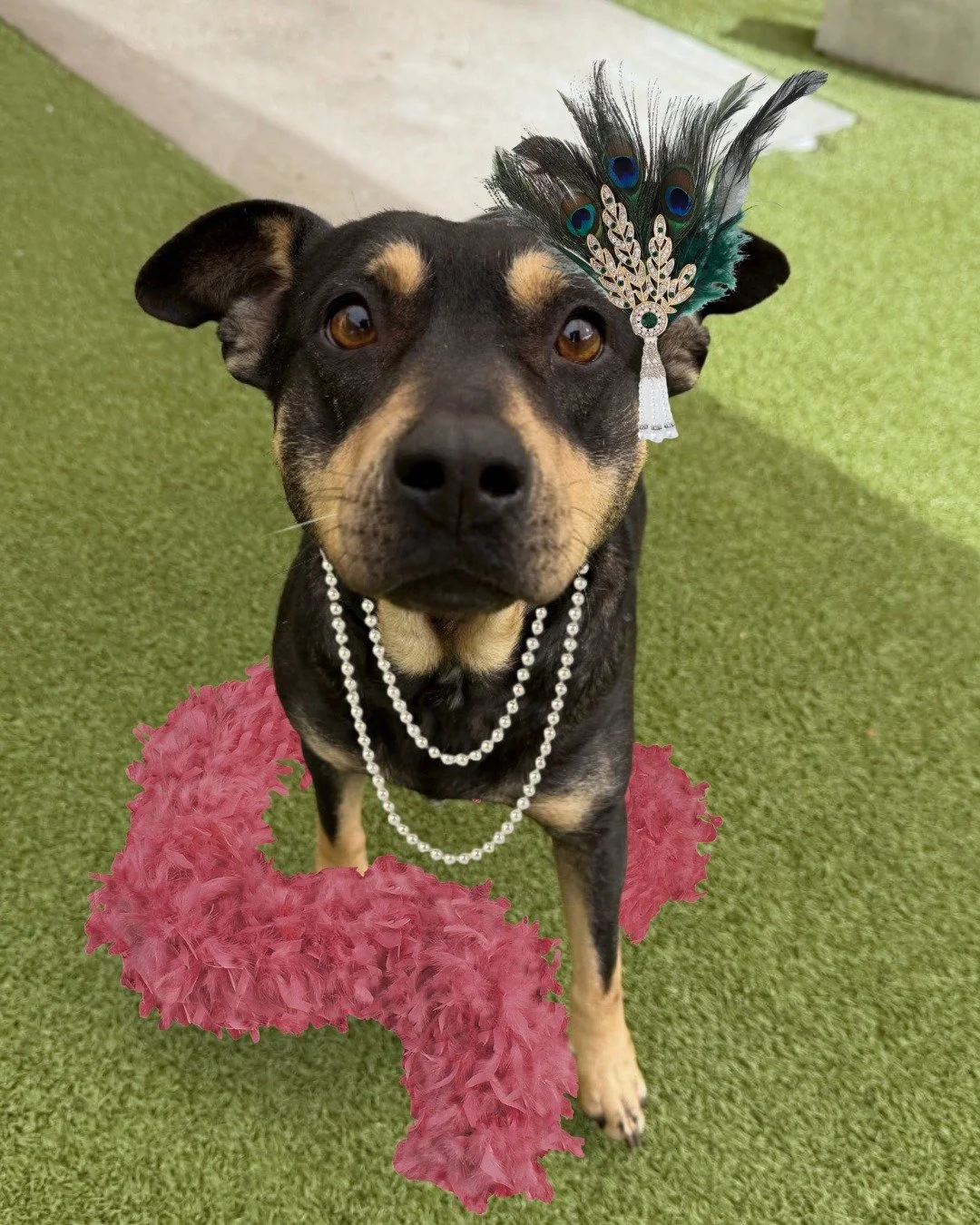 Jojo is here to remind you to breakout your best 1920s fashion for tonight's Purr-rom! We don't want you to miss out on all the fun so if you missed getting your tickets online, you can still buy tickets at the door.

If you're not able to make it, y