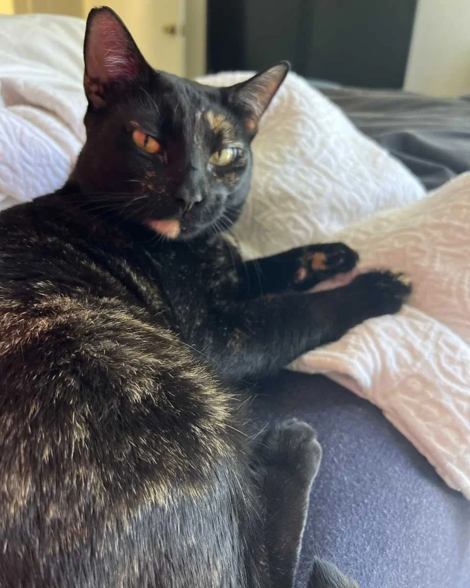 COURTESY POST: This cat is not in the care of the SPCA but is in need of being re-homed due to child's health. Please reach out to the caretaker for further information.

Meet Ozzie (tortie) and Baker (orange)! They are 6 years old, spayed/neutered, 