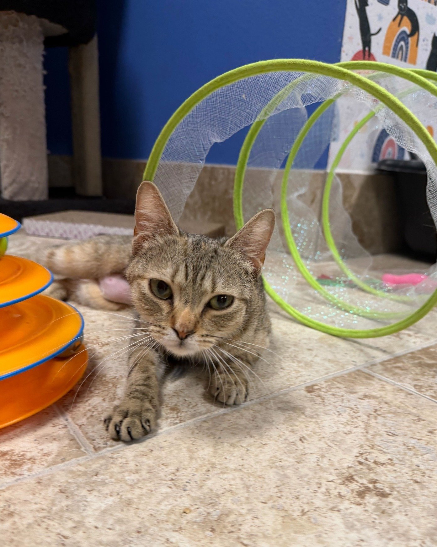 It's Tax Day and Pawdrey Hepburn wants you to know she also has a filing requirement. 🤓🧾

Per her personal tax code, every trip to the store is subject to a mandatory Toy Tax. What you get in return is a 1-year-old purr machine who loves people, ge