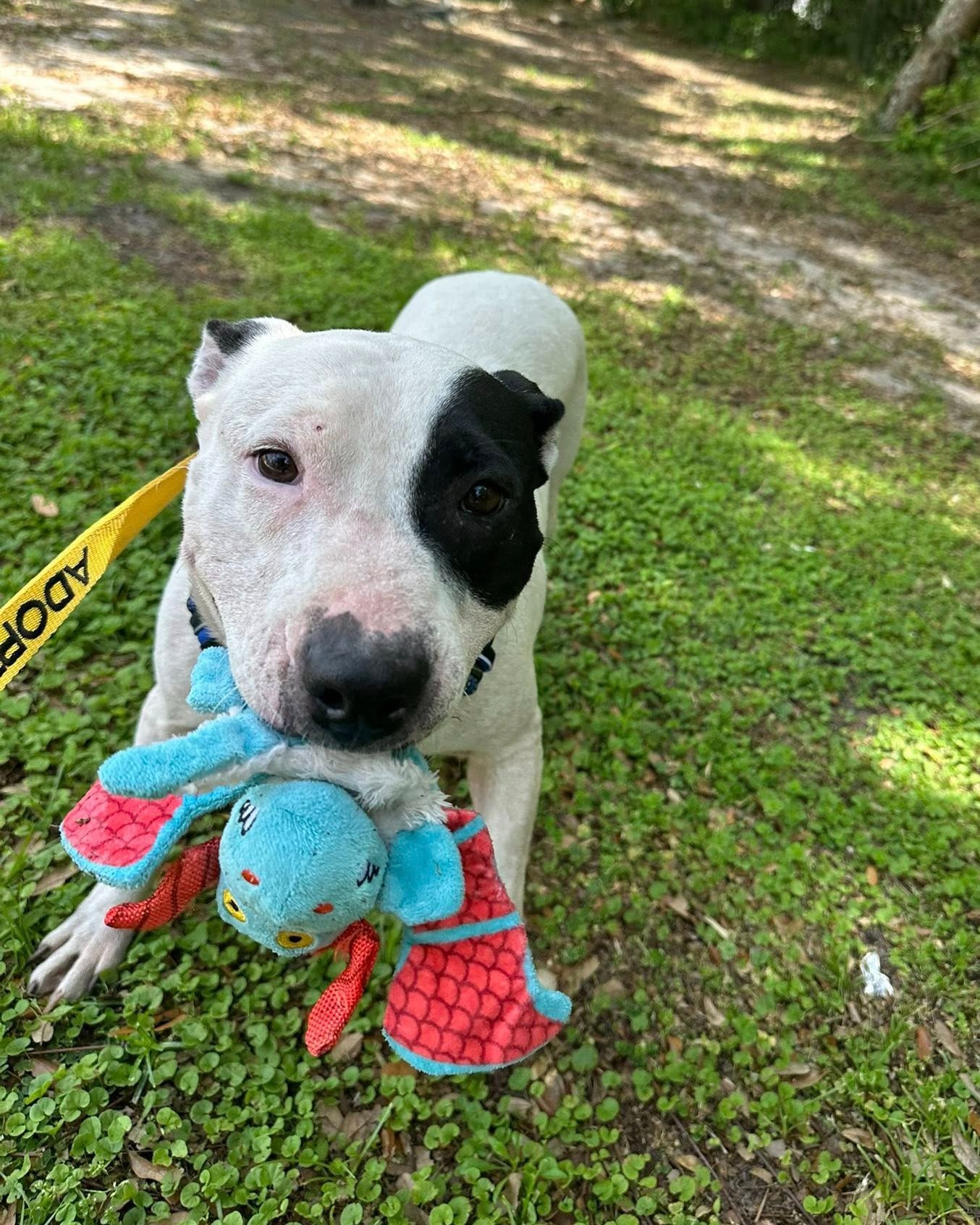 Bloom got to enjoy some time out of the shelter through our Borrowed Buddies program over the weekend! Here is what her buddy had to say: 

"Meet Bloom! She is currently the longest doggy resident and I had the pleasure of getting her out of the