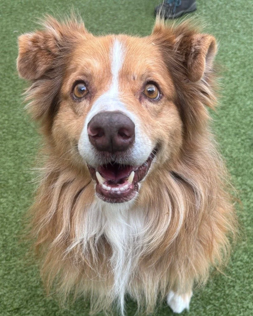 Seeking: Retirement Homes
Requirements: Couch Access and Lots of Love

Jaxson (tan, male) is 10-years-old and is the definition of a gentle soul. He has hip dysplasia that slows his stride, but that doesn't stop him from being a sweet, friendly guy. 