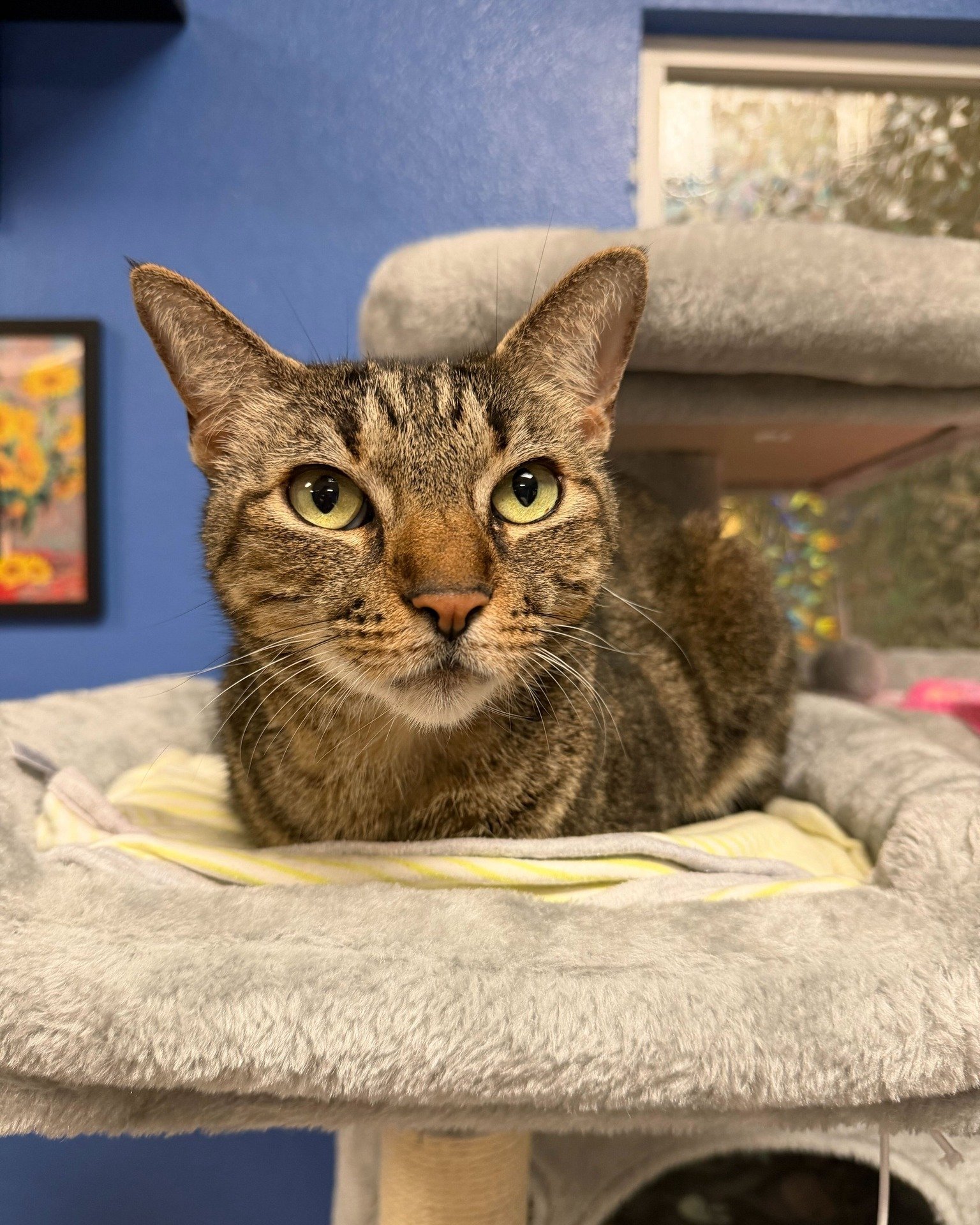 Our senior dogs aren't the only ones looking for retirement homes. We have senior cats too! 🐱

Meet Mister, one of our available senior cats and an absolute gem of a guy. This 9-year-old fella loves nothing more than curling up in a cozy cat tower. 