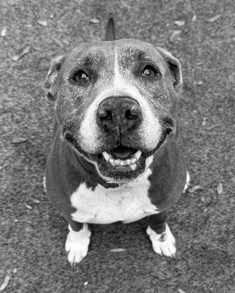 Some weeks in rescue are harder than others. This was one of those weeks. 💔

We lost Phoebe, one of our senior girls, to what we believe were complications from her heartworm disease. We lost Morissette to suspected organ failure. 

Please keep our 