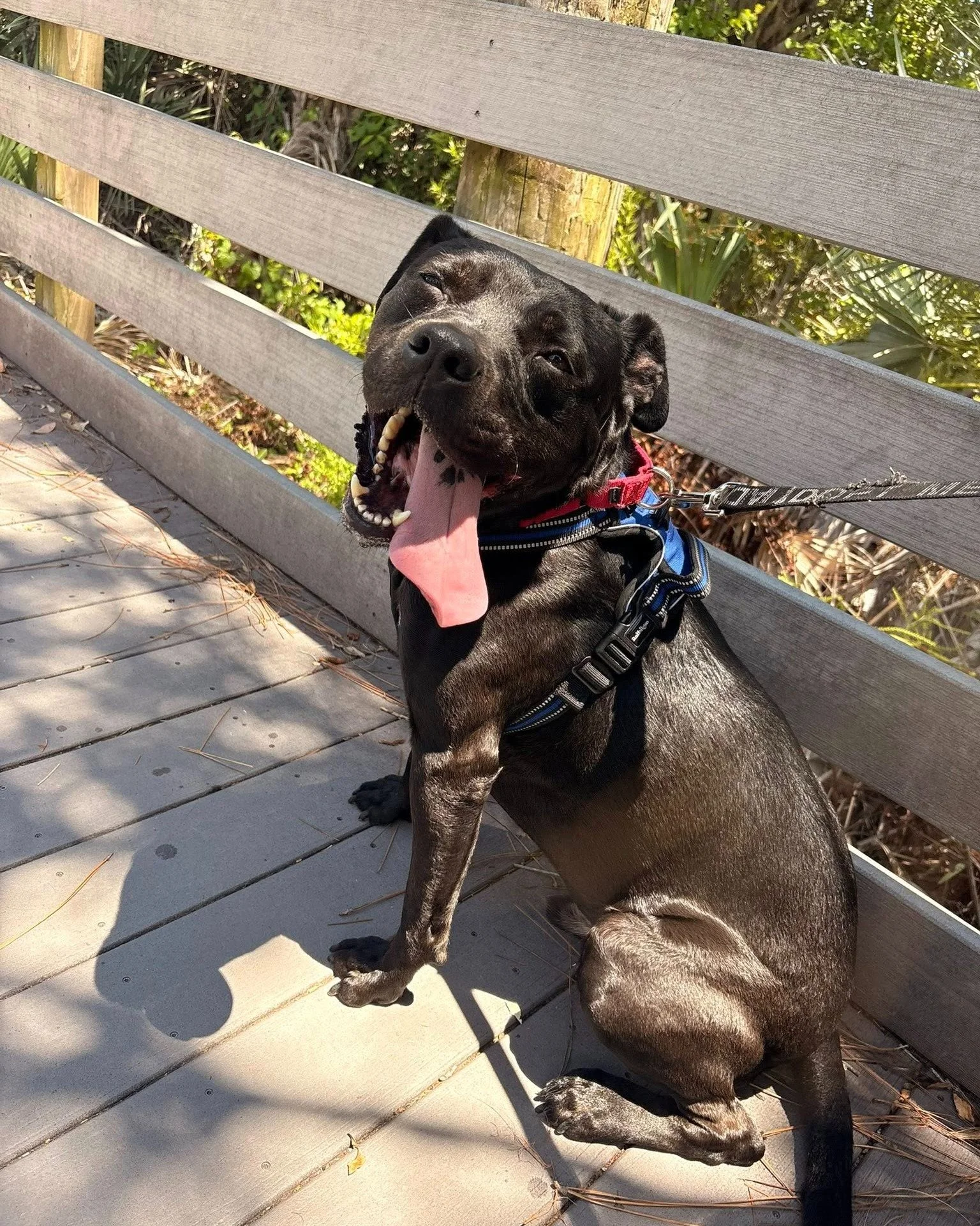 Bucky got to enjoy some time out of the shelter through our Borrowed Buddies program over the weekend! Here is what his buddy had to say: 

"I got to spend the day with Bucky today, and he completely stole my heart! This sweet boy loves going on