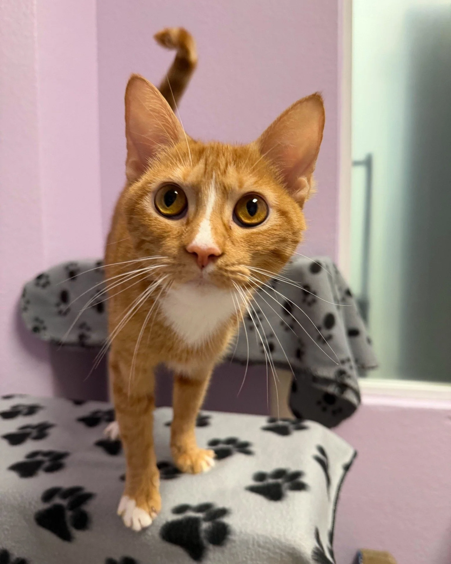 What better way to celebrate Earth Day a little early than by adopting Compost?! 🌎

This 1-year-old lady is ready to be the next addition to the family! Here are a few reason why:

🐾 Friendly with absolutely everyone she meets
🐾 Gets along great w