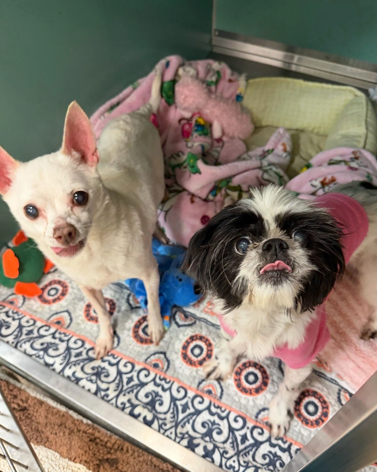 Meet Jake and Kia! 🐾🐾

Jake (white) is a handsome 13-year-old gentleman who will charm you the moment you walk through the door. Kia (black and white) is his 11-year-old bestie who is a little shy at first, but once she warms up, her bubbly persona
