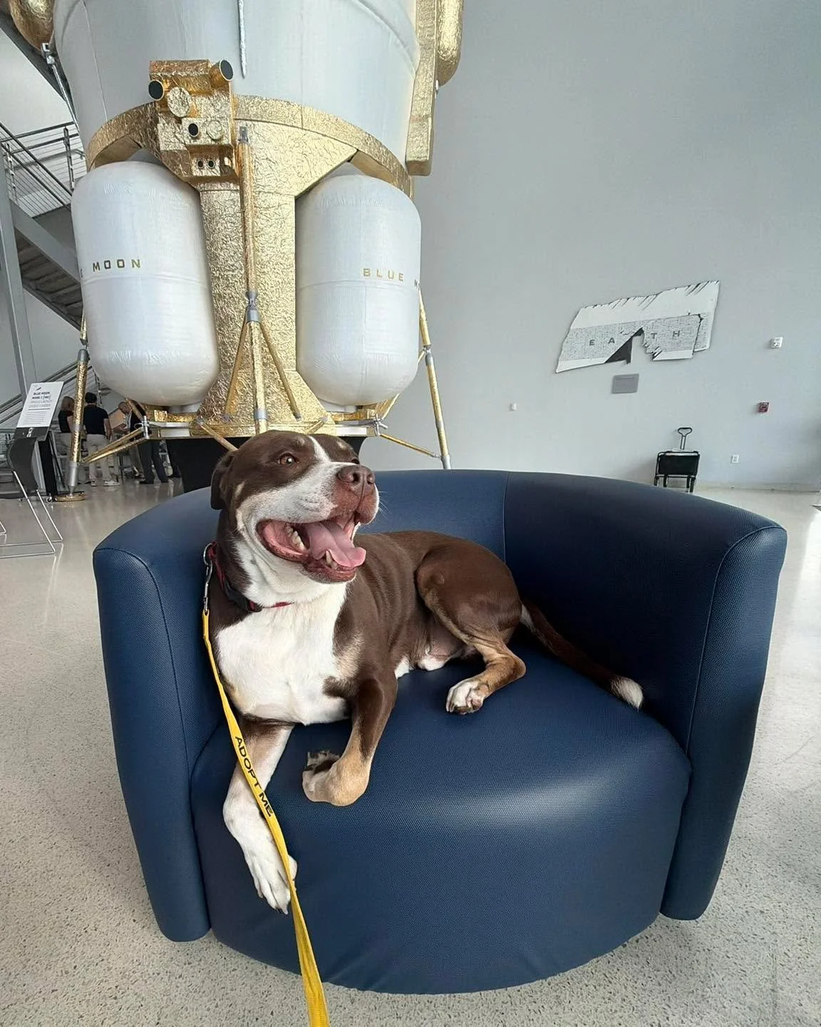 Happy Earth Day! Pumba is celebrating by visiting Blue Origin for their Benefit of Earth Day. 🌎 

You can celebrate Earth Day too by visiting our adoption center to meet all our available pets.

📍 SPCA of Brevard Adoption Center - 6035 Sisson Rd in