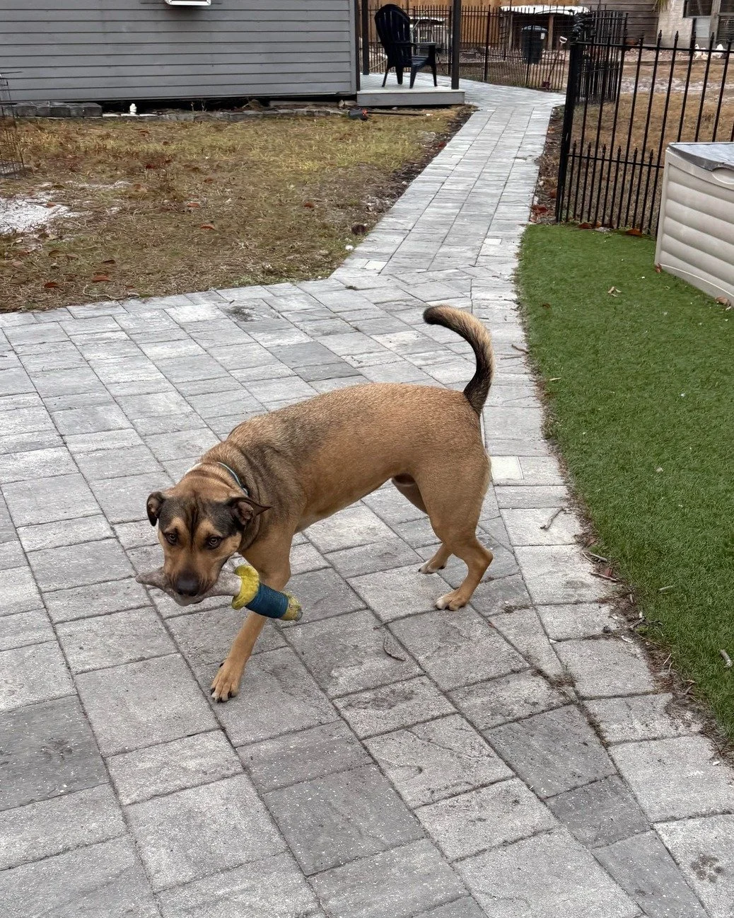 COURTESY POST: This dog is not in the care of the SPCA but is in need of being re-homed. Please reach out to the owner for further information.

Met Kona! This handsome guy is 2-years-old, neutered, and up to date on vaccines.  Kona is good with othe