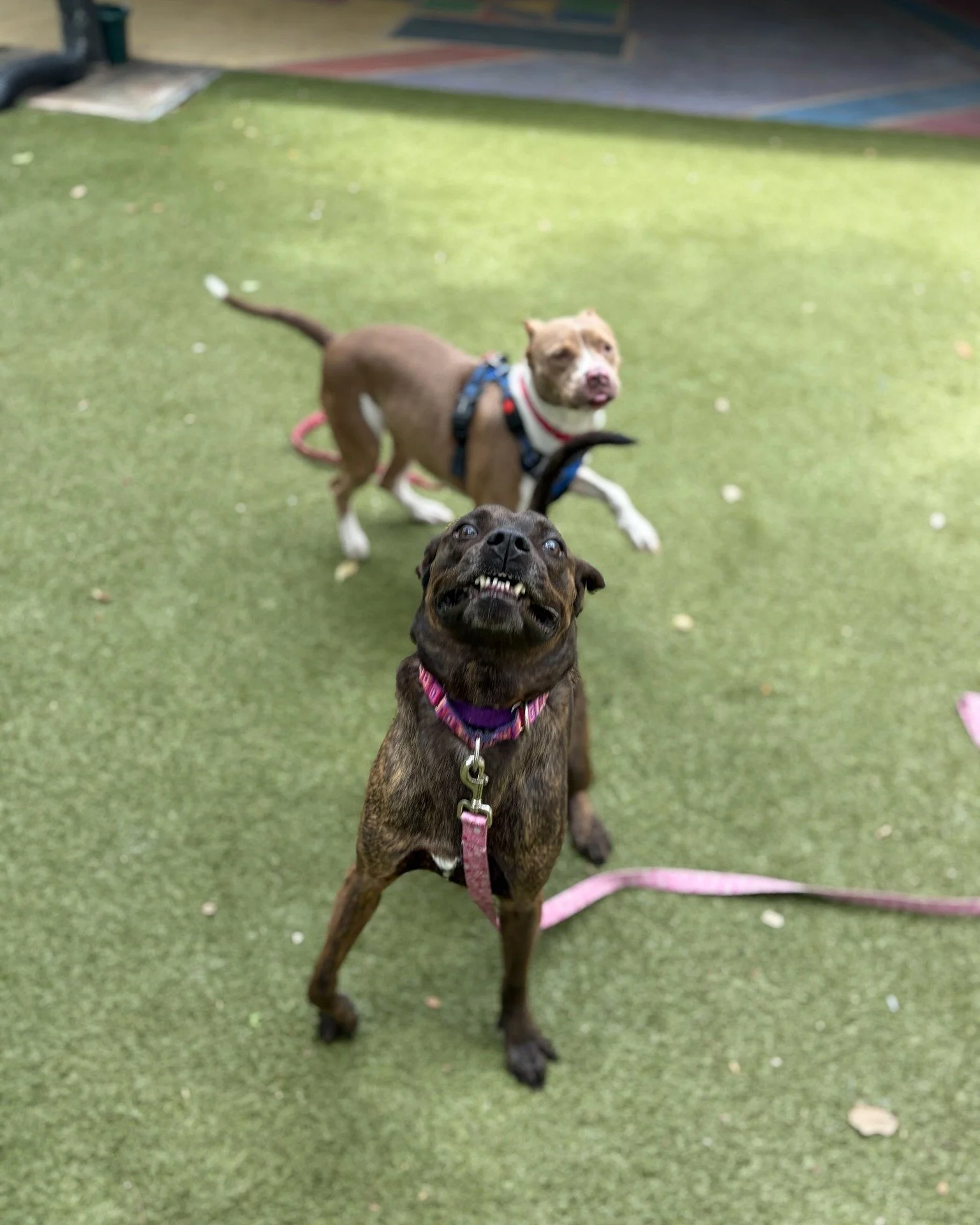 We told Lucian and Petunia it's almost Friday and THIS is what happened. 😆

Lucian (3-years-old, brindle boy) immediately lost his entire mind. Petunia (2-years-old, tan girl) is vibrating at a frequency only dogs can hear. They're friendly with eve