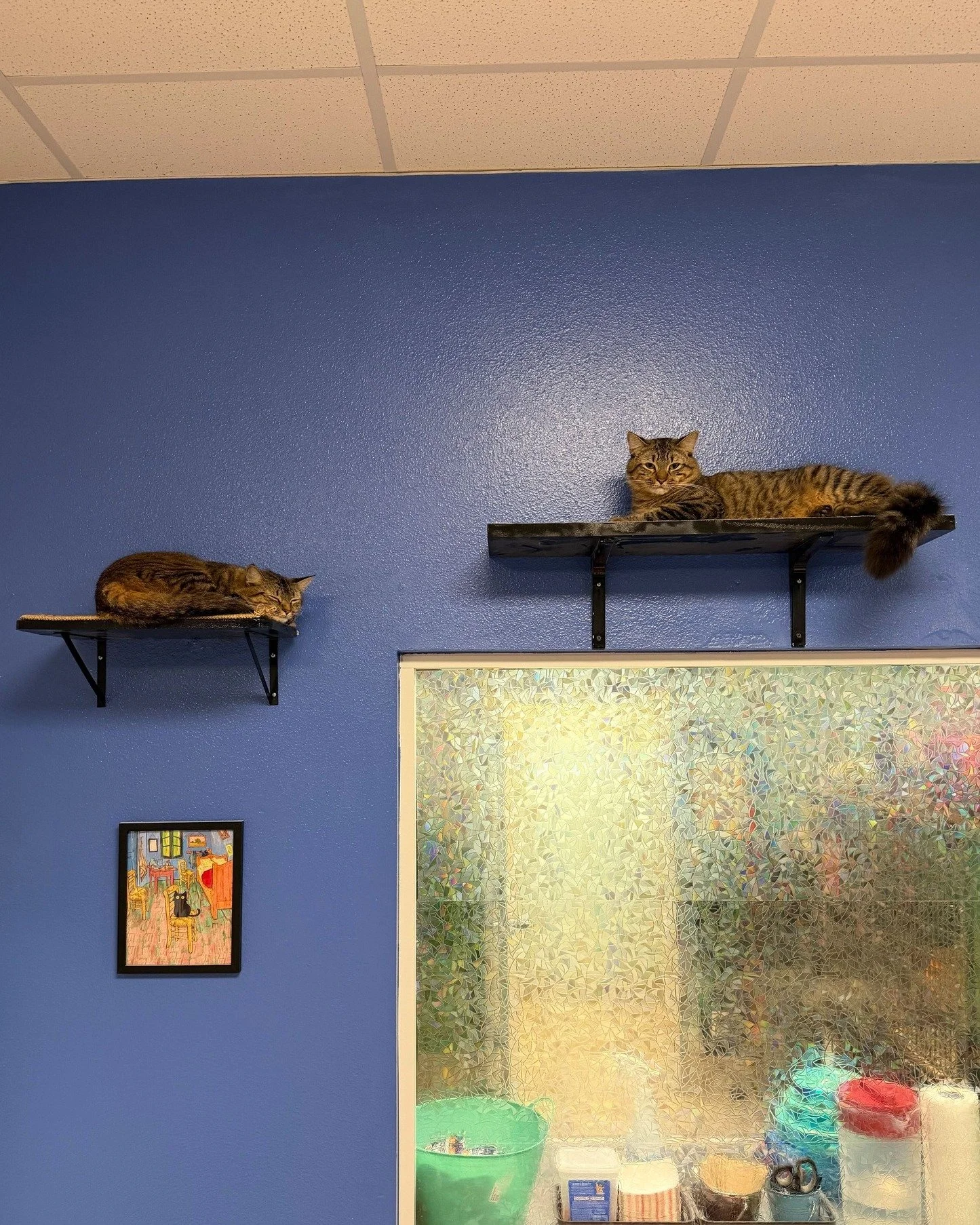 It must be bonded pair week because we have another bonded pair that wanted to say hello! 😻😻

Coralina and Wybie are two fluffy-tailed besties come as a package deal. They are 1-year-old and friendly with absolutely everyone they meet. They get alo