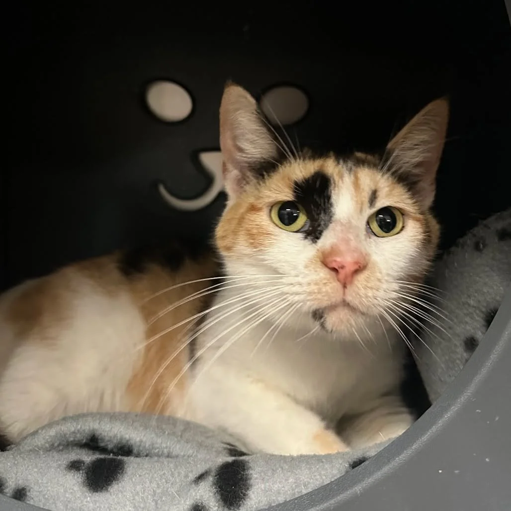 ✨ Feel Good Friday ✨

Meet a girl with quite the story, Woodly! 

Woodly originally came to the SPCA as a stray. As she reached our doors, the carrier she was in fell apart, and she took off into the woods behind our building. After two weeks of tryi