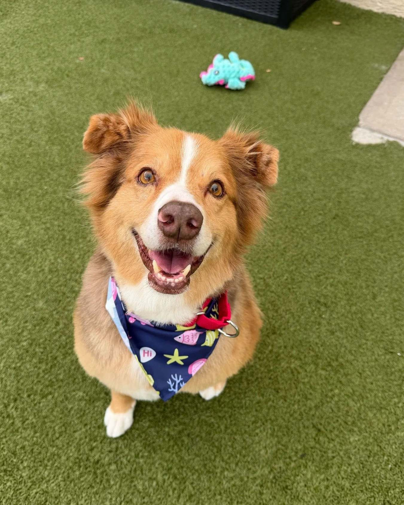 A big thank you to our friend Amber at @peaceofmindpetsalon who helped out Jaxson by giving him a groom! He is feeling much better (if you couldn't tell by that smile 😍). 

Jaxson is still on the hunt for a foster or retirement home! He's around 10-