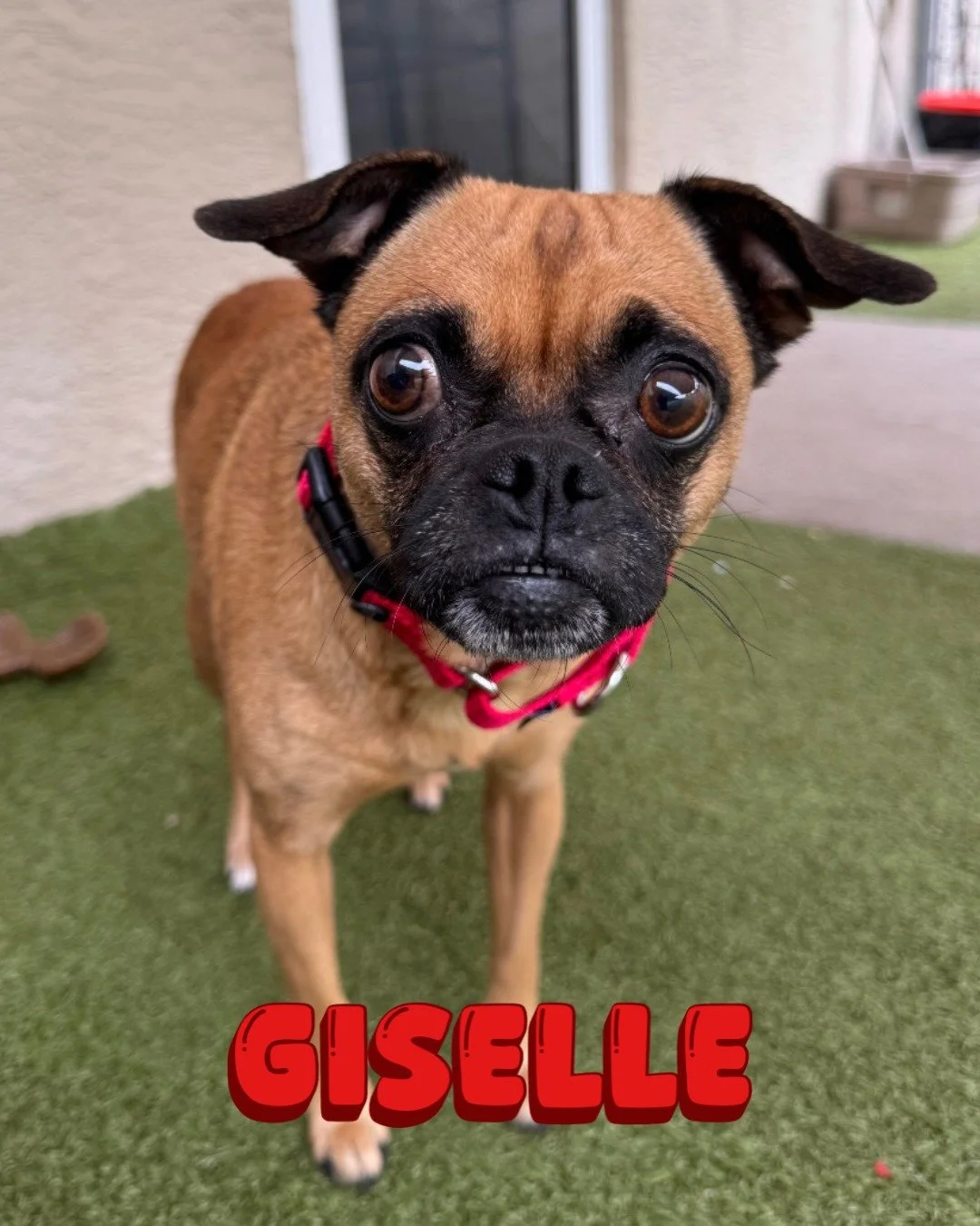 It's the last weekend before 🎶 it's gonna be May 🎶

We have lots of amazing pets ready to meet you at our adoption center! So make sure to add "Visit the SPCA" to your weekend to-do list. 

📍SPCA of Brevard Adoption Center - 6035 Sisson 