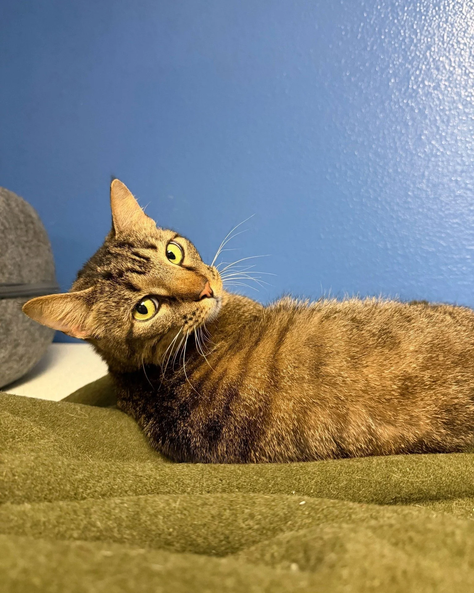 "Oh hey, you're here to take me home?" -Nisha, probably 

Meet Nisha, the 4-year-old girl who's basically been waiting to meet you! This little purr machine is friendly with absolutely everyone she meets. She's happy to share her space with