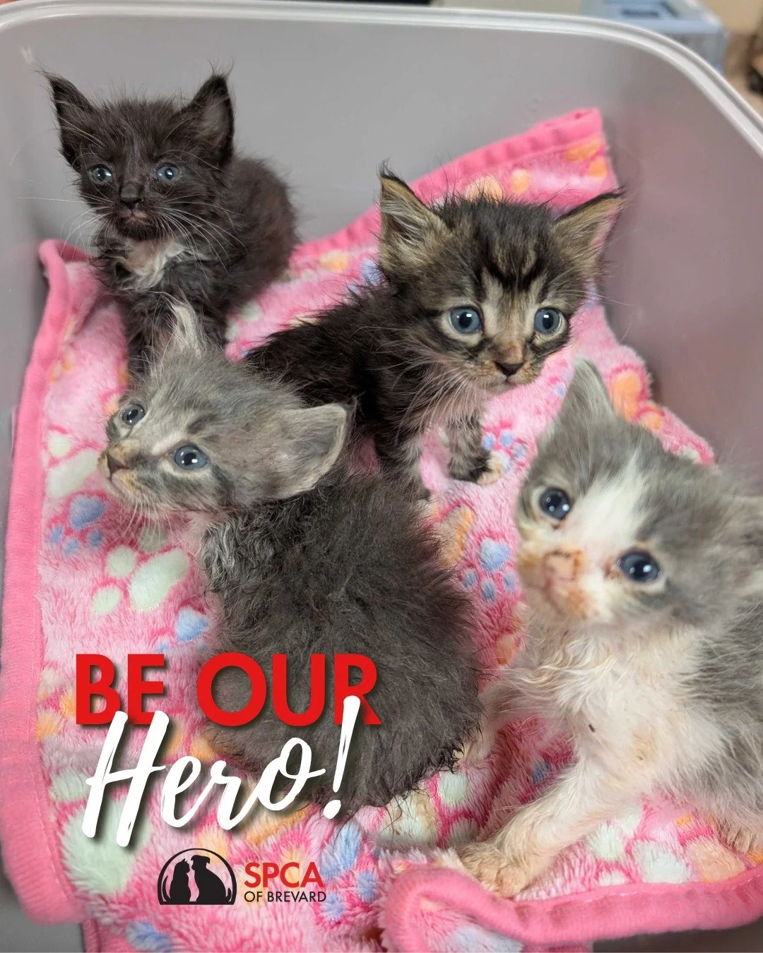 Happy National Superhero Day! 🦸

Today we're celebrating some of our shelter superheroes, our incredible foster families! Kitten season is in full swing and new little ones are coming through our doors almost every single day. We wouldn't be able he