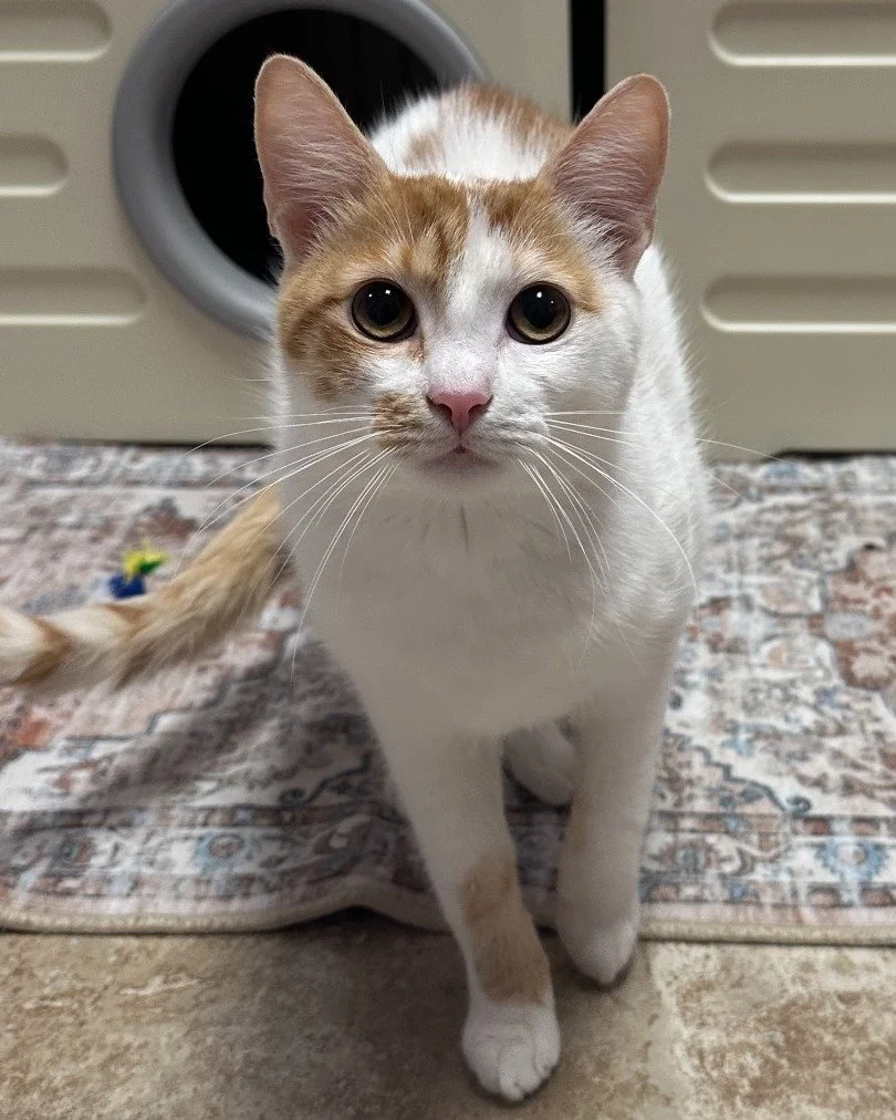 Everyone needs a little spice in their life and Sir Sriracha is here to deliver! 🌶️

This handsome 11-month-old likes to take things slow and get to know people on his terms. Sir Sriracha would do best in a calm home and would absolutely love having