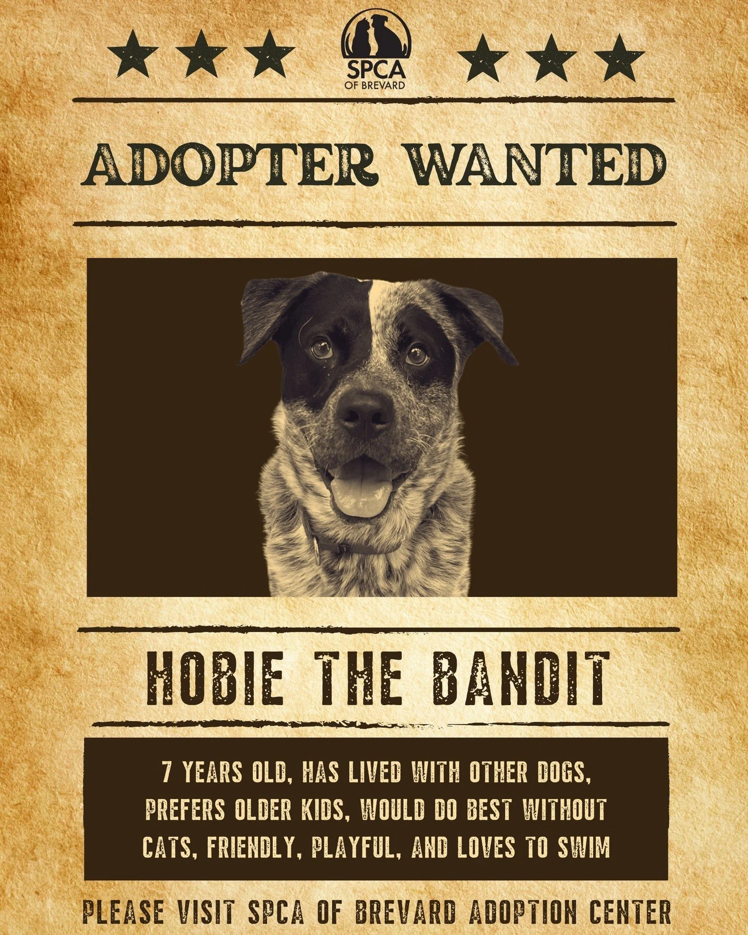 There's a legend 'round these parts...

They say a handsome bandit with a waggin' tail has been spotted at the SPCA of Brevard, just waitin' for someone to give him a home.

His name? Hobie the Bandit! Seven years young, full of mischief and love in 