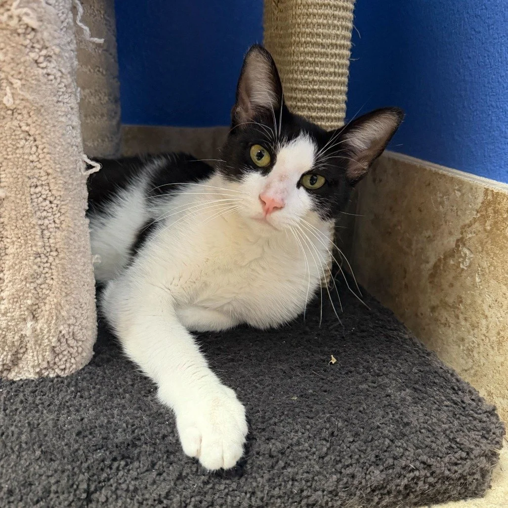 Elliot: I want you to hold my paw when I tell you this... I want to go home with you! 😼

Elliot is 10 months old and still has plenty of his kitten personality. He is friendly with everyone he meets and is great with other cats. When he's not lookin