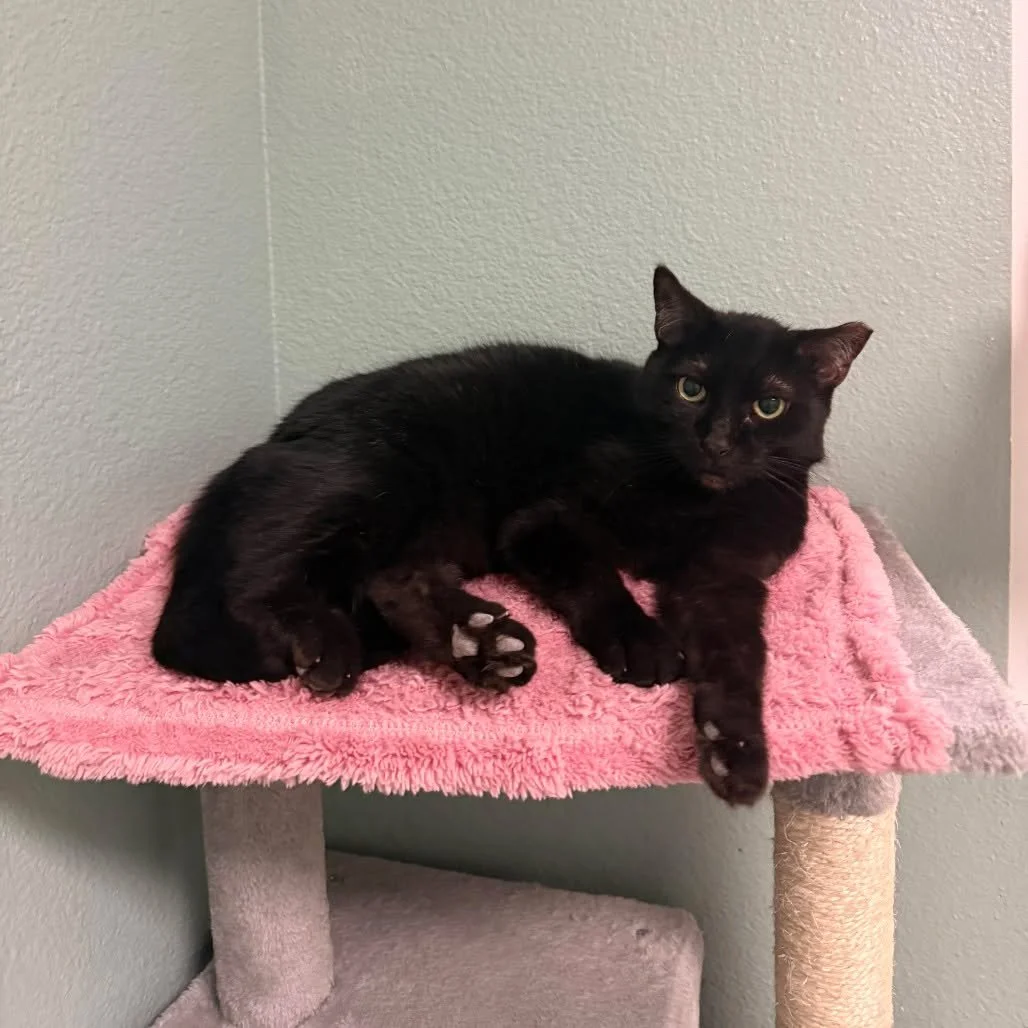 It's National Adopt a Shelter Pet Day and we have pets who have been waiting to be adopted, like Tiny! 🥹

Tiny came to us at the beginning of the year alongside a group of senior cats whose owner sadly had to enter hospice care. They arrived scared 