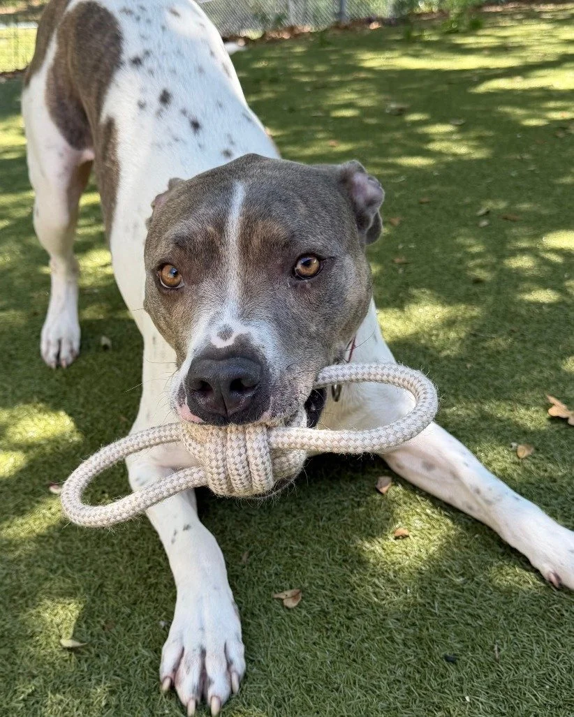 Meet Buster! This 4-year-old sweetie is ready to find a loving home just in time for National Adopt a Shelter Pet Day. ❤️

He's got endless energy, a goofy personality, and loves other dogs. He can be a little shy at first, but a treat or two and he'