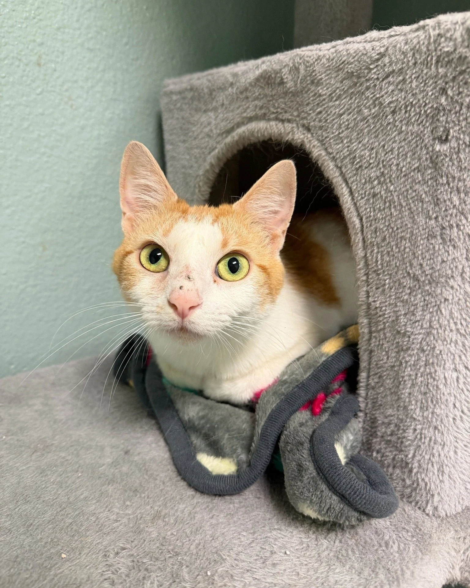 May is Mental Health Awareness Month and we're kicking it off the best way we know how, Empty the Shelters! 🐾💙

Science says serotonin boosts your mood, eases stress, and makes life a little brighter. Turns out the 4-year-old cat version, Serotonin