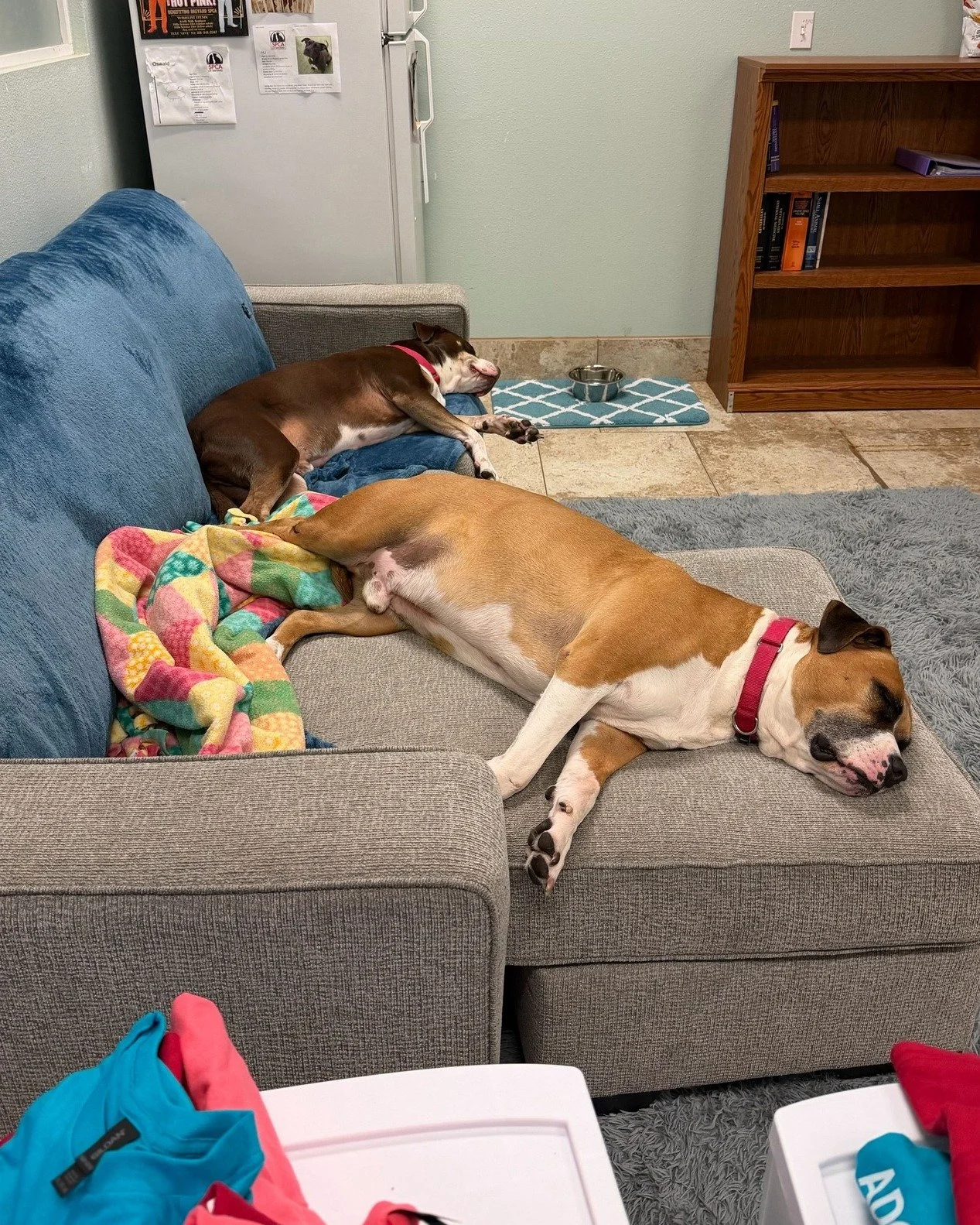 Timon and Pumba are resting up to make sure they are ready to meet you and go home during Empty the Shelters! 💙

Timon (tan male) &amp; Pumba (brown male) are 8-year-old bonded bros who have been with us since the end of December and are SO ready to