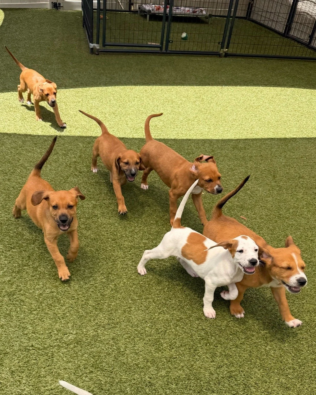 How about some cuteness to start off your Saturday!? 

These mixed breed cuties are around 2 months old. While we don&rsquo;t have specific breed info, we can confirm they&rsquo;re 100% good boys and girls. They are available for foster-to-adopt home