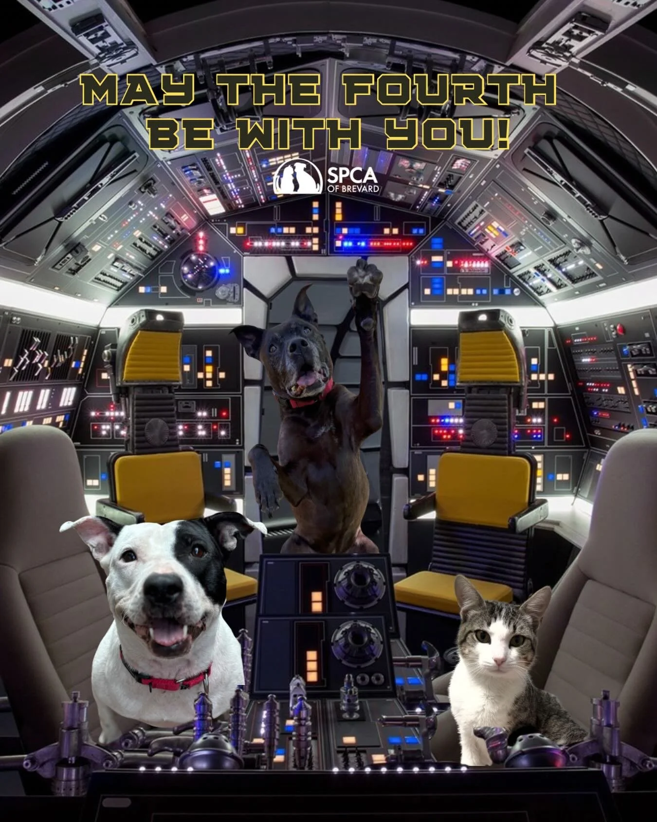 🐾✨ May the Fourth Be With You! ✨🐾

A long time ago in a shelter not so far away&hellip; your new best friend is waiting for you! Come adopt today and don&rsquo;t miss Empty the Shelters. Adult pets have reduced adoption fees now through May 17th, t