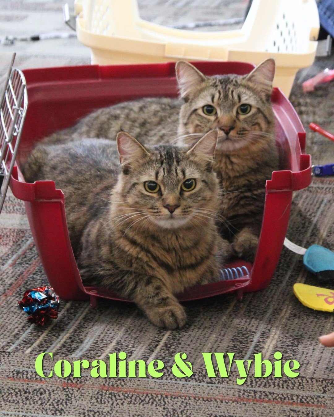 Happy Cinco de Mayo (or Cinco de Meow as our cats say)! 🌮🐱🍹

Today is also Day 5 of Empty the Shelters! Thanks to the amazing @bissellpets  and @cathy_bissell , adult cat adoption fees are only $30. Celebrate today by giving a cat something to rea